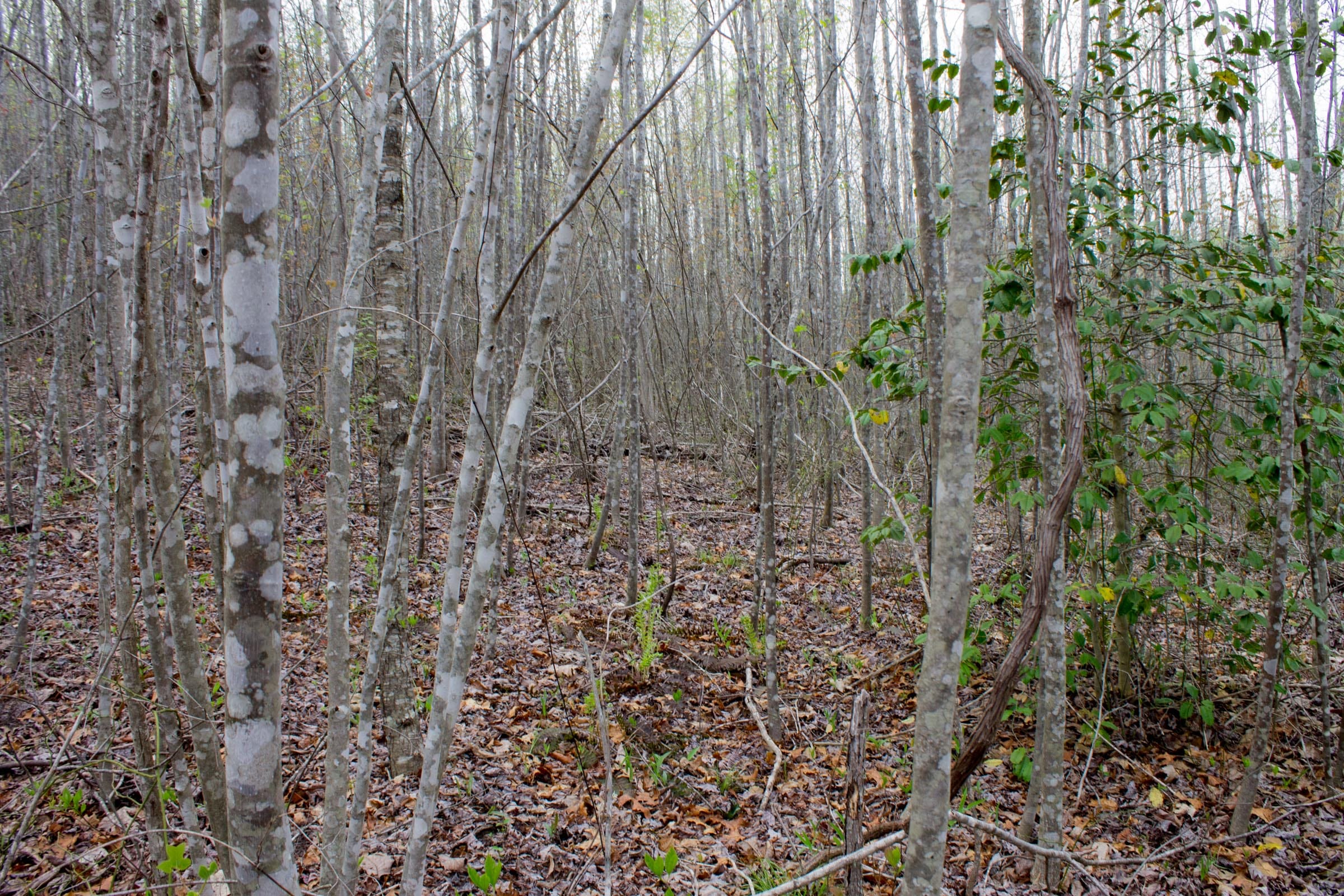 Hidden Hills Tract 51 photo 4