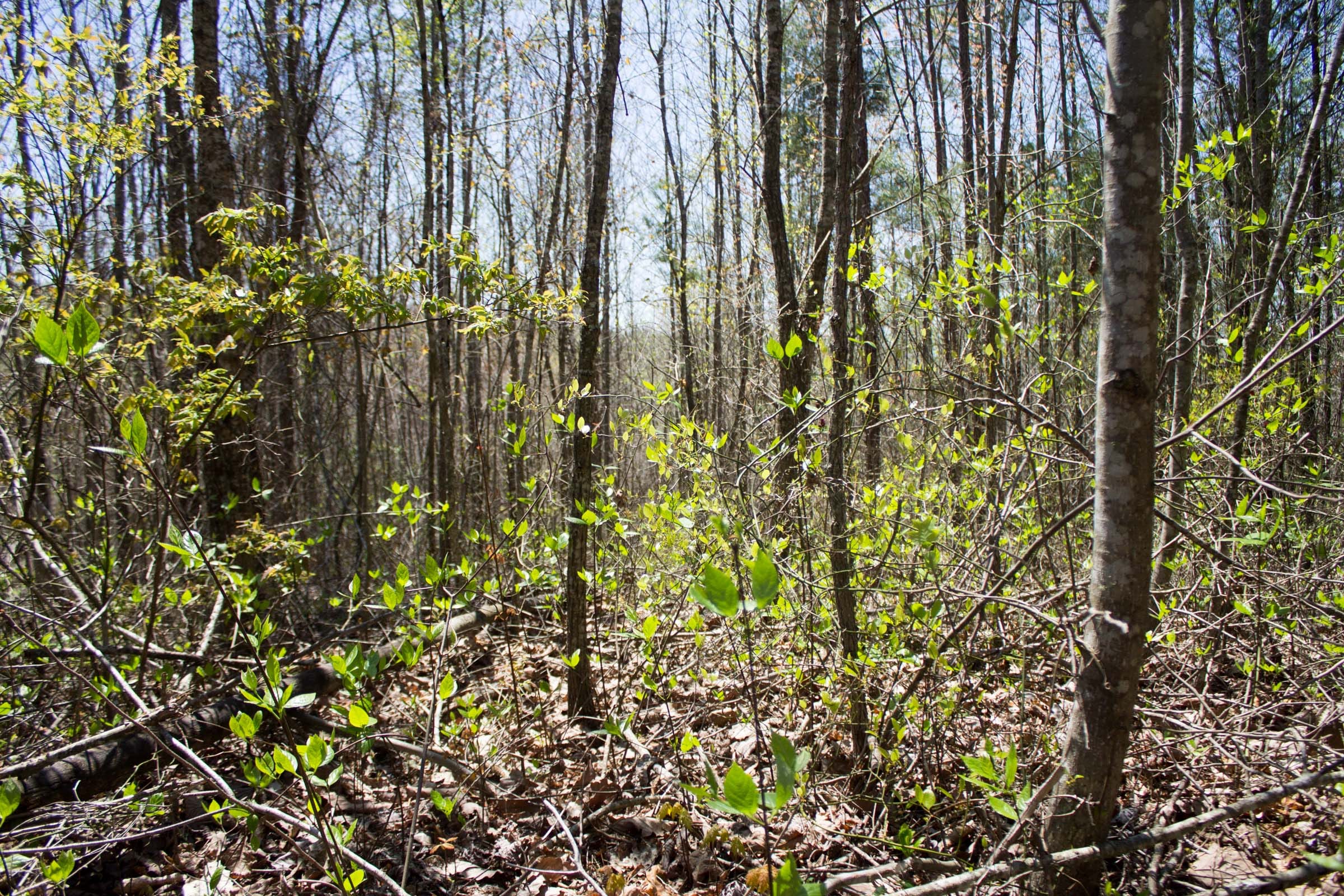 Hidden Hills Tract 51 photo 5