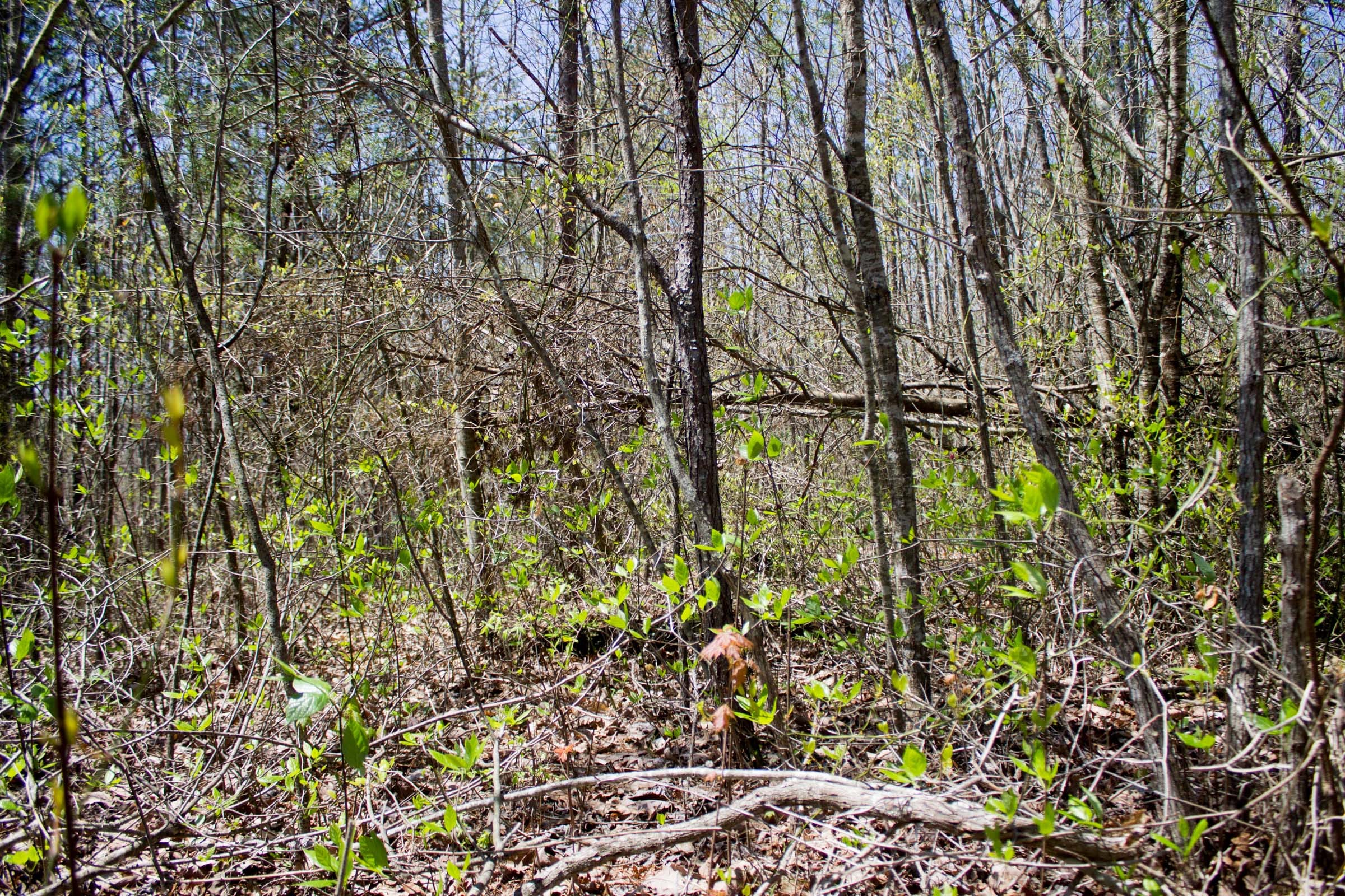 Hidden Hills Tract 51 photo 6
