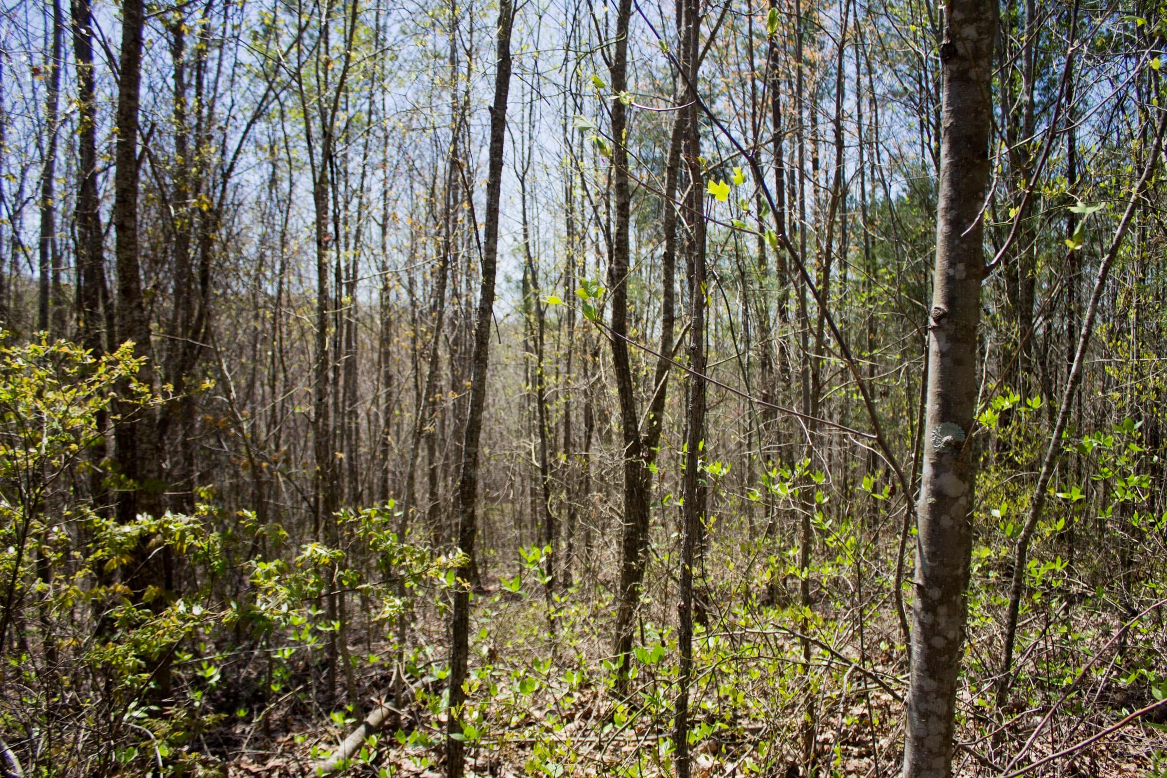 Hidden Hills Tract 51 photo 7