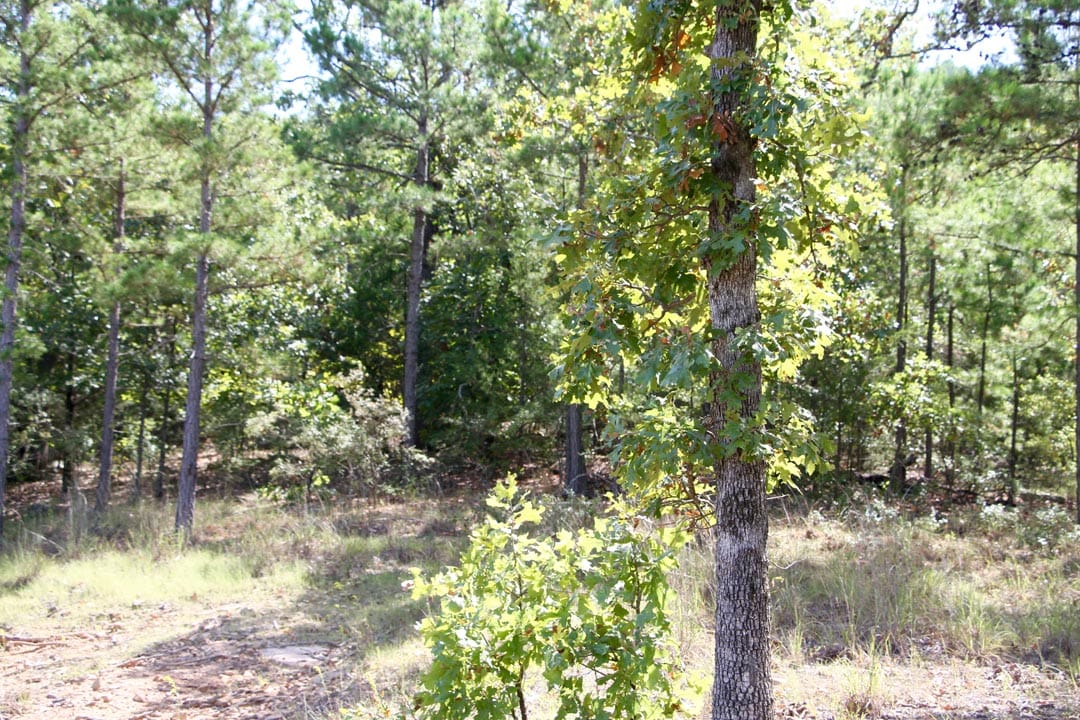 Lakeview Private Reserve Tract 10 photo 10