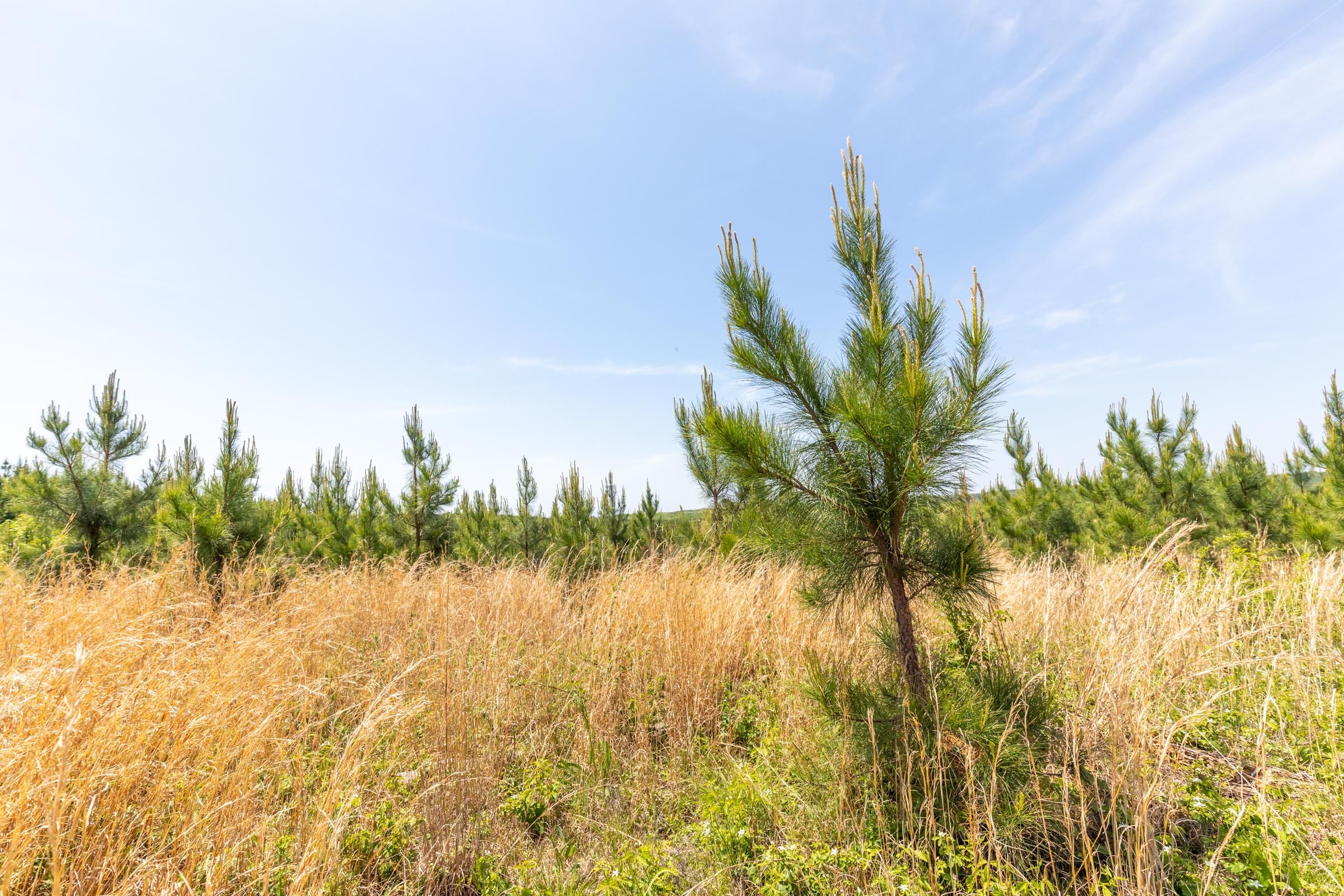 Clear Wood Tract 28 photo 6