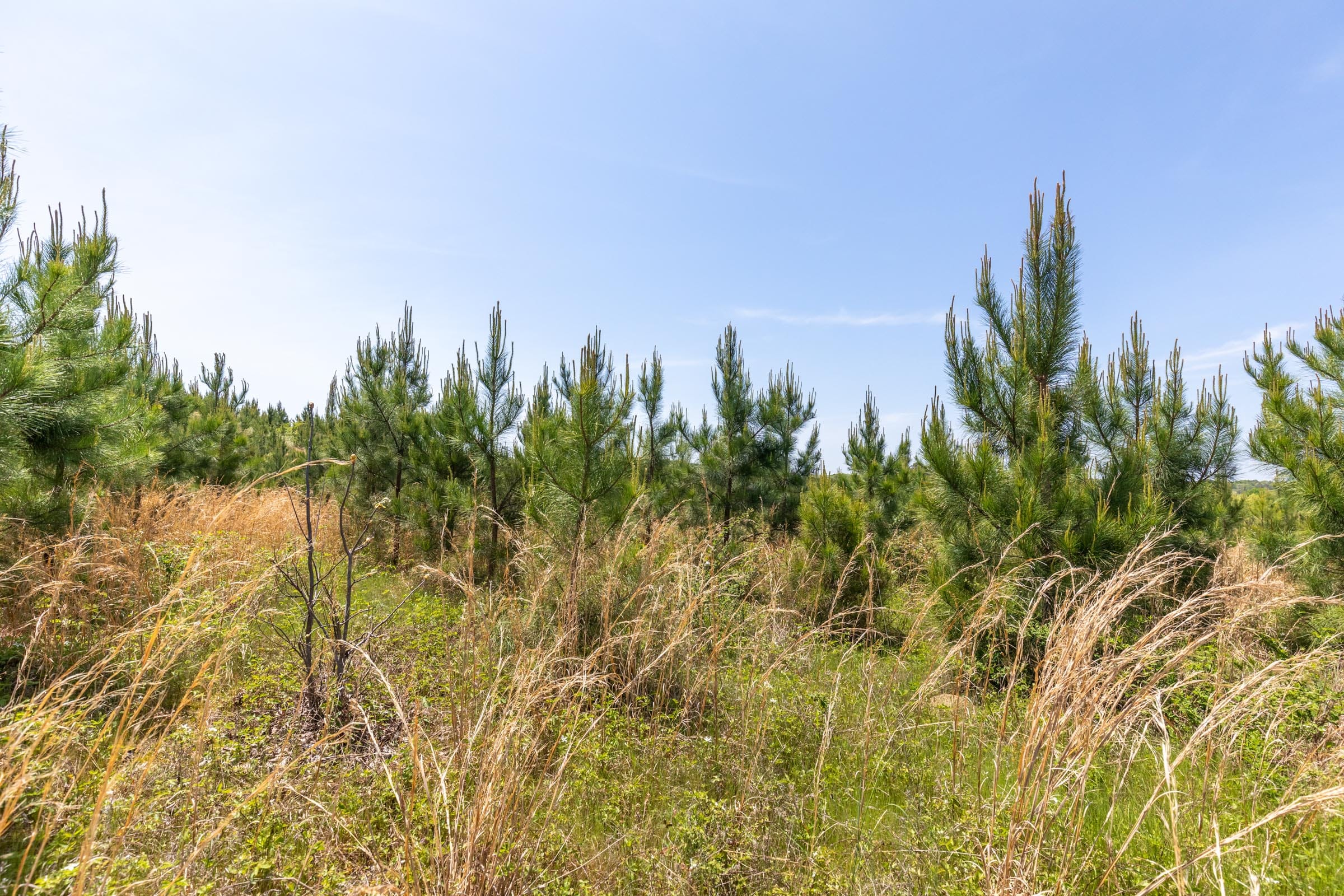 Clear Wood Tract 28 photo 7