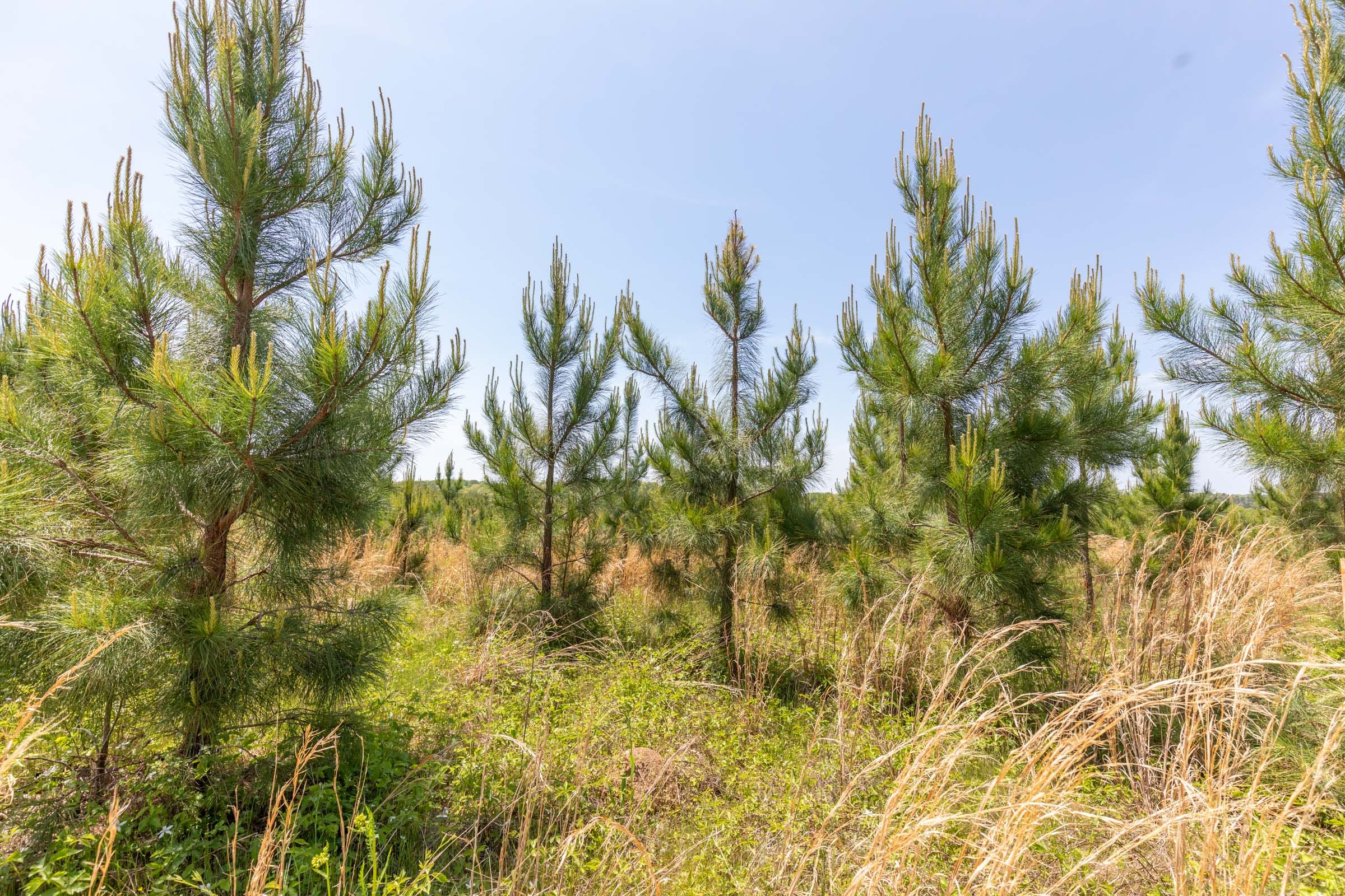 Clear Wood Tract 28 photo 9