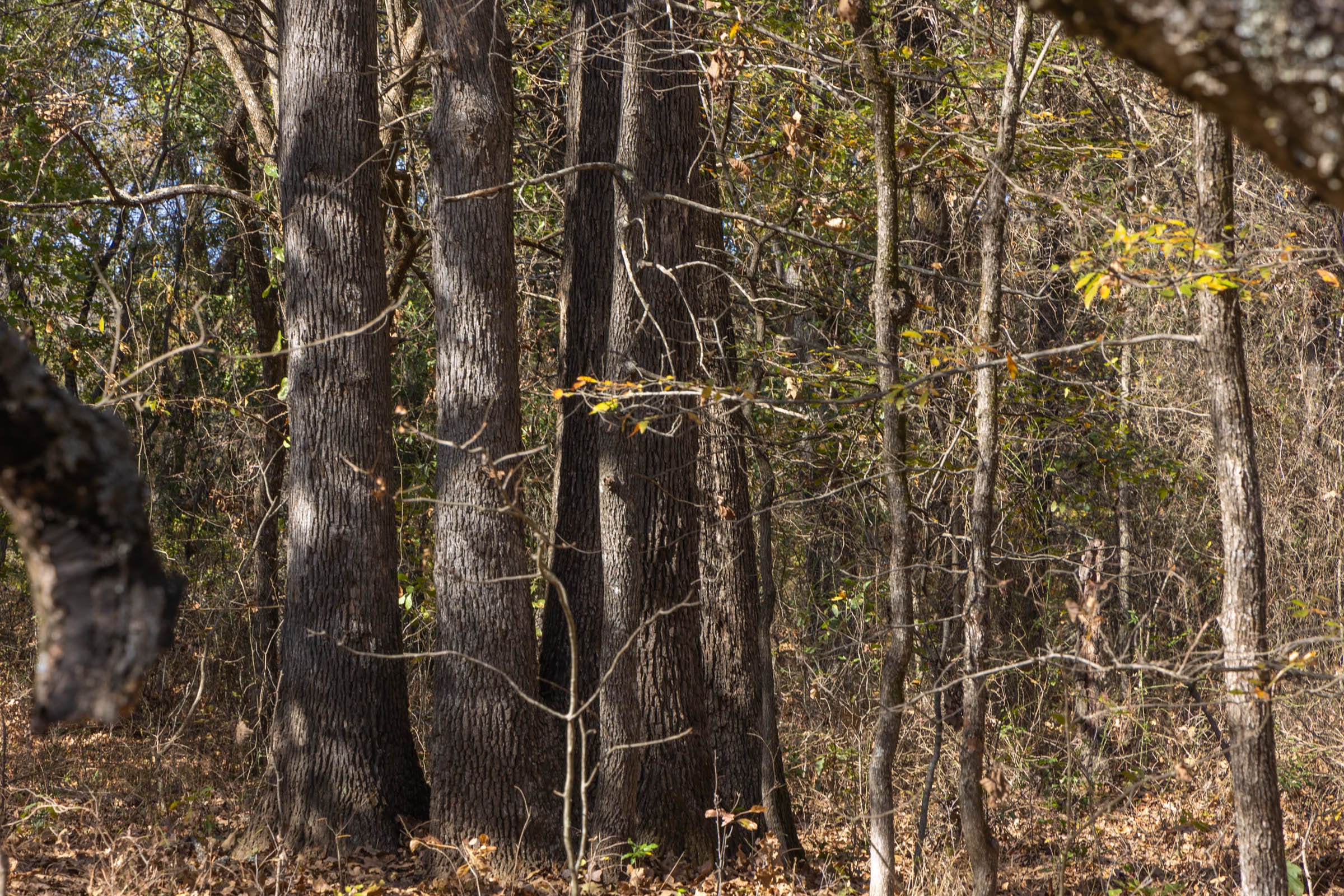 Harmony Hills Tract 39 photo 12