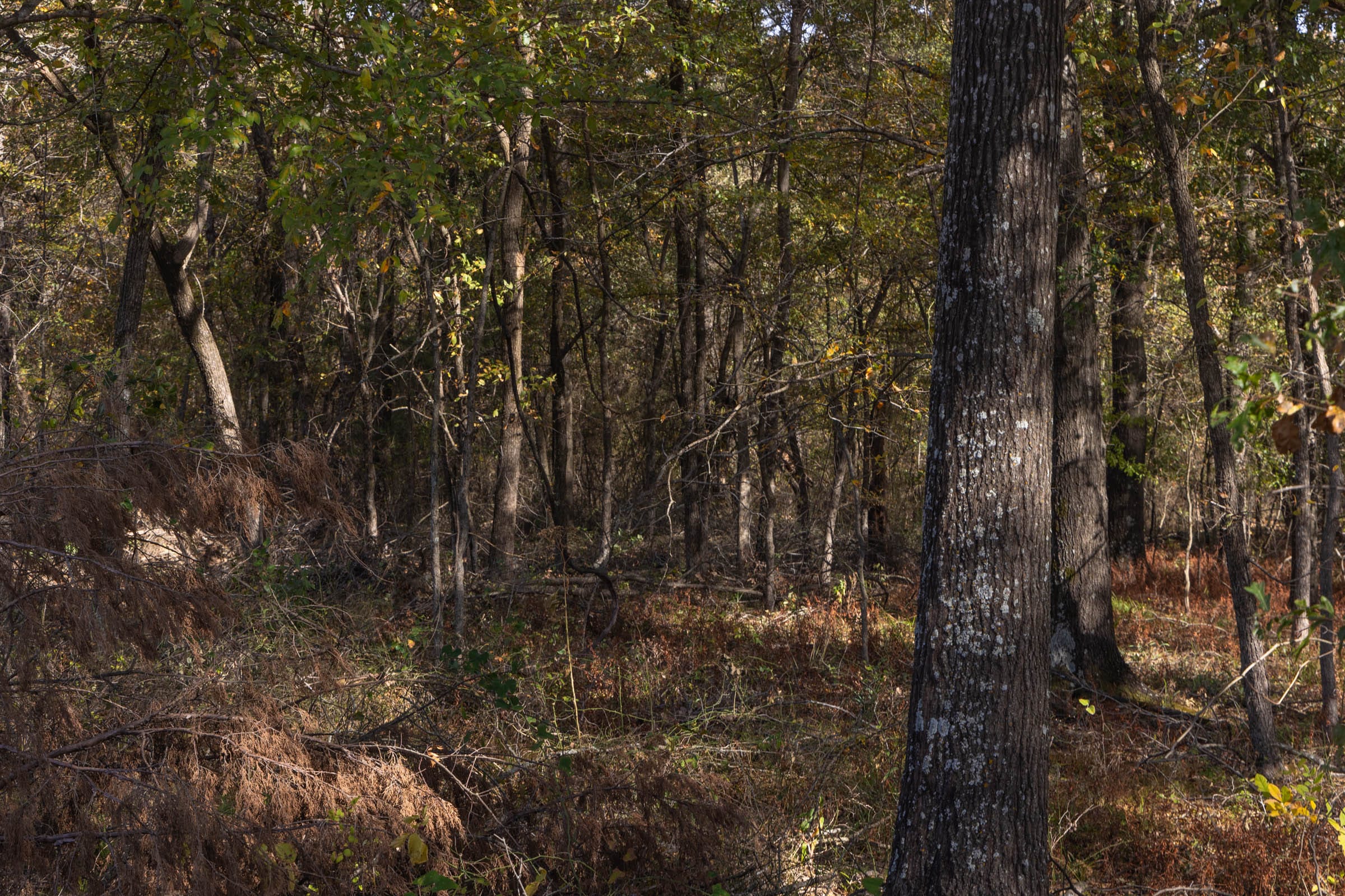 Harmony Hills Tract 39 photo 11