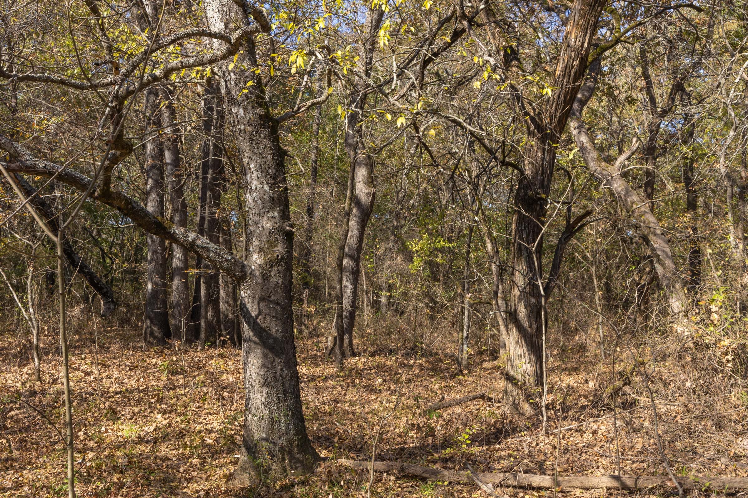 Harmony Hills Tract 39 photo 7