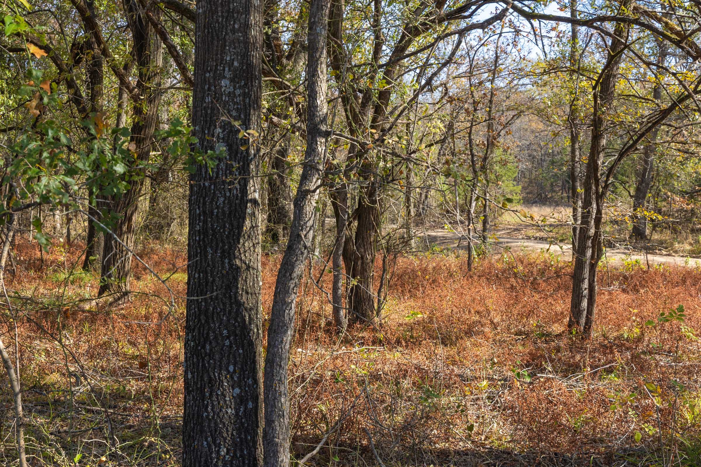 Harmony Hills Tract 39 photo 8