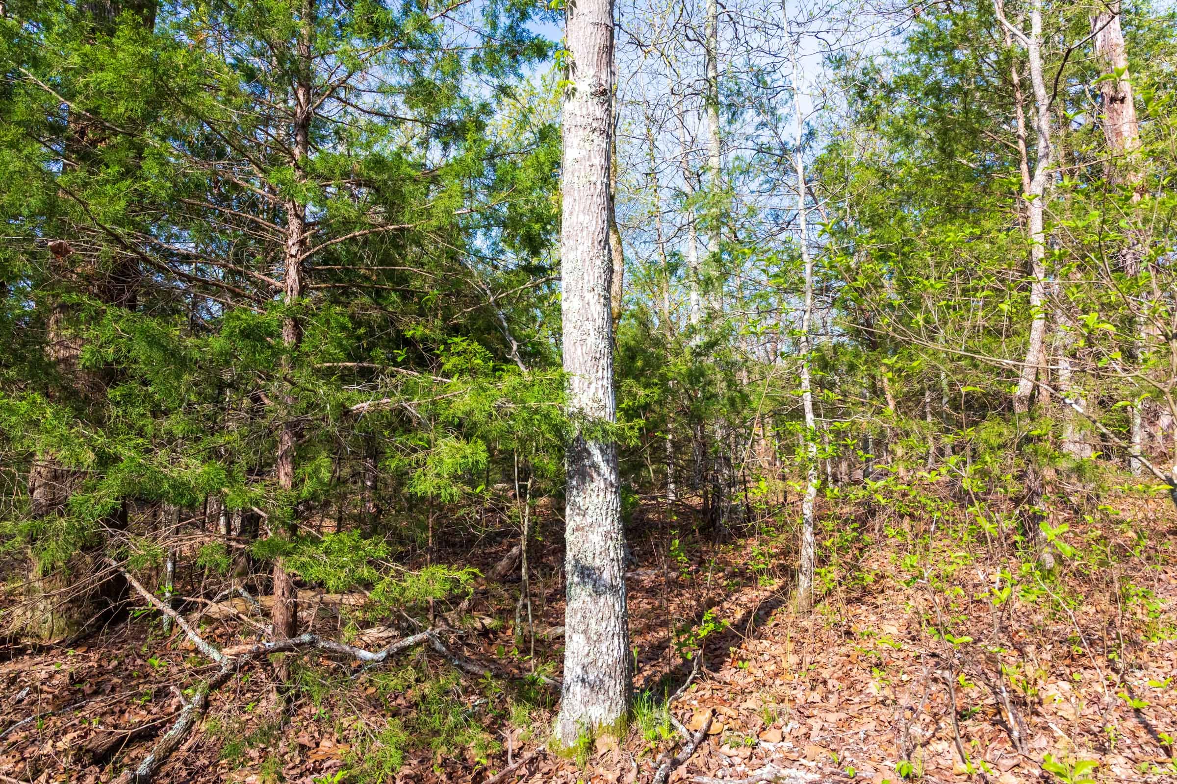 Autumnwood Tract 15 photo 2