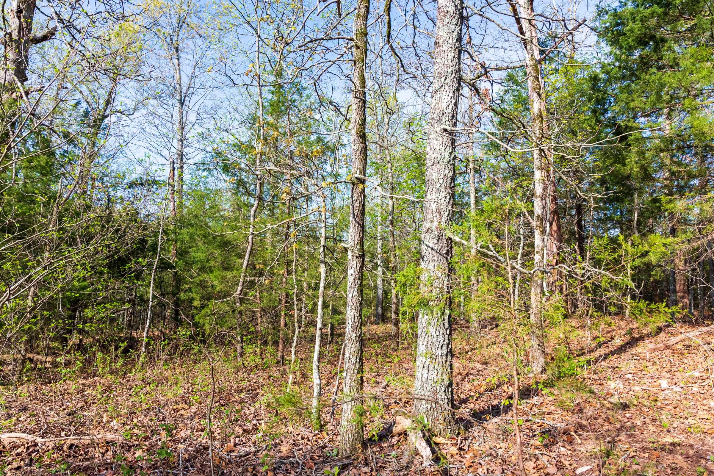 Autumnwood Tract 15 photo 3