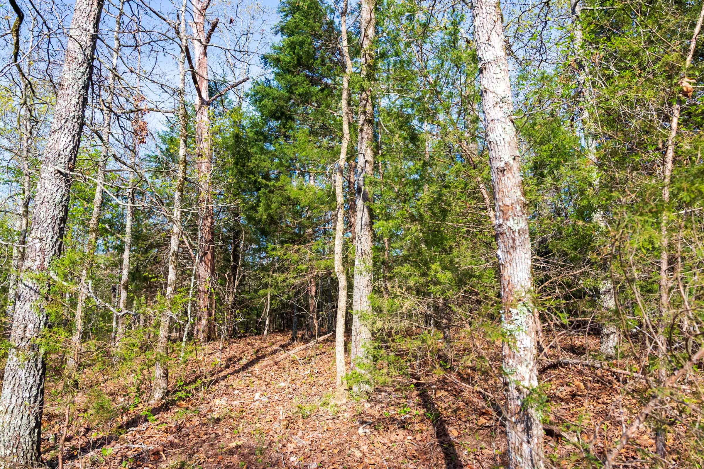 Autumnwood Tract 15 photo 4