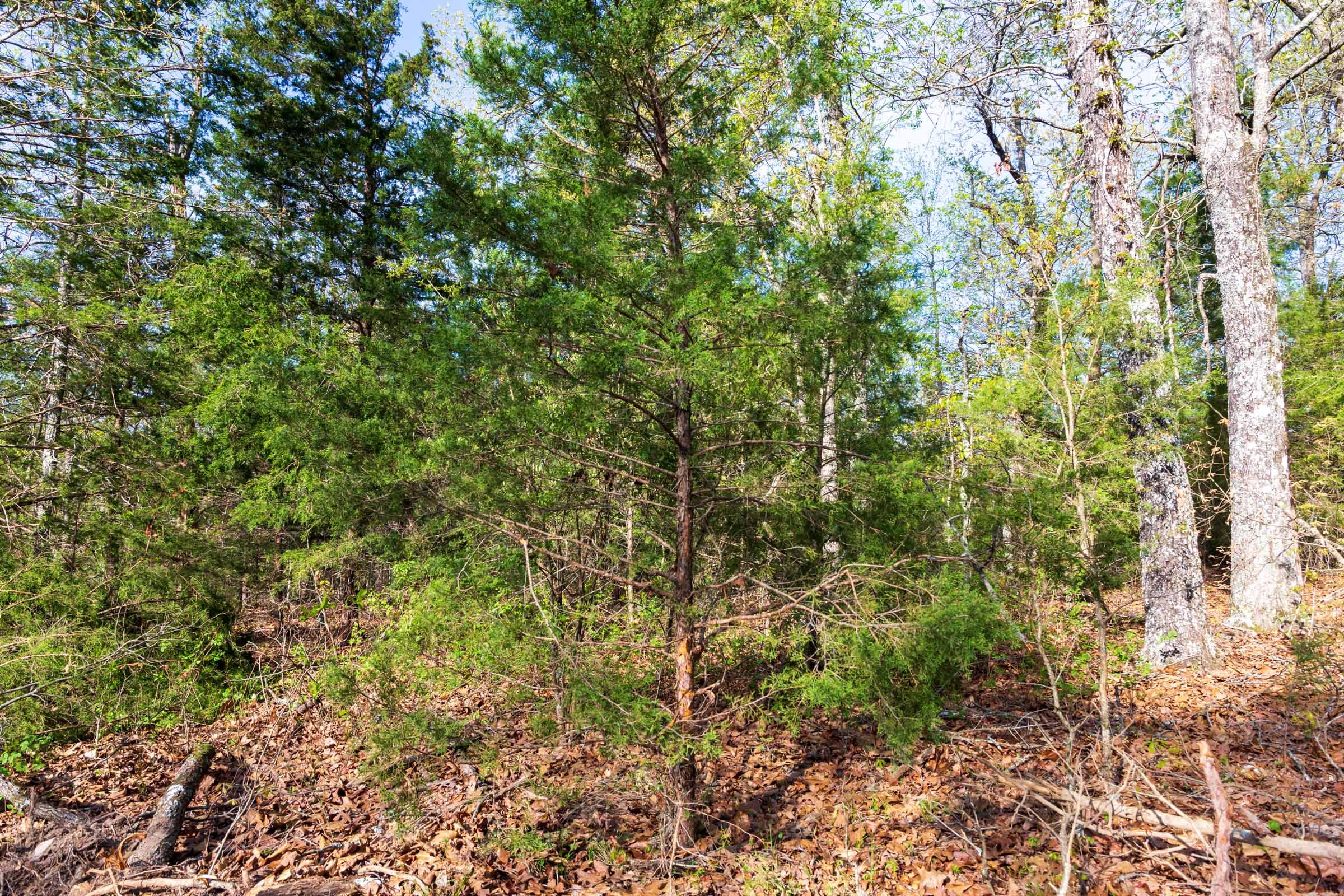 Autumnwood Tract 15 photo 5