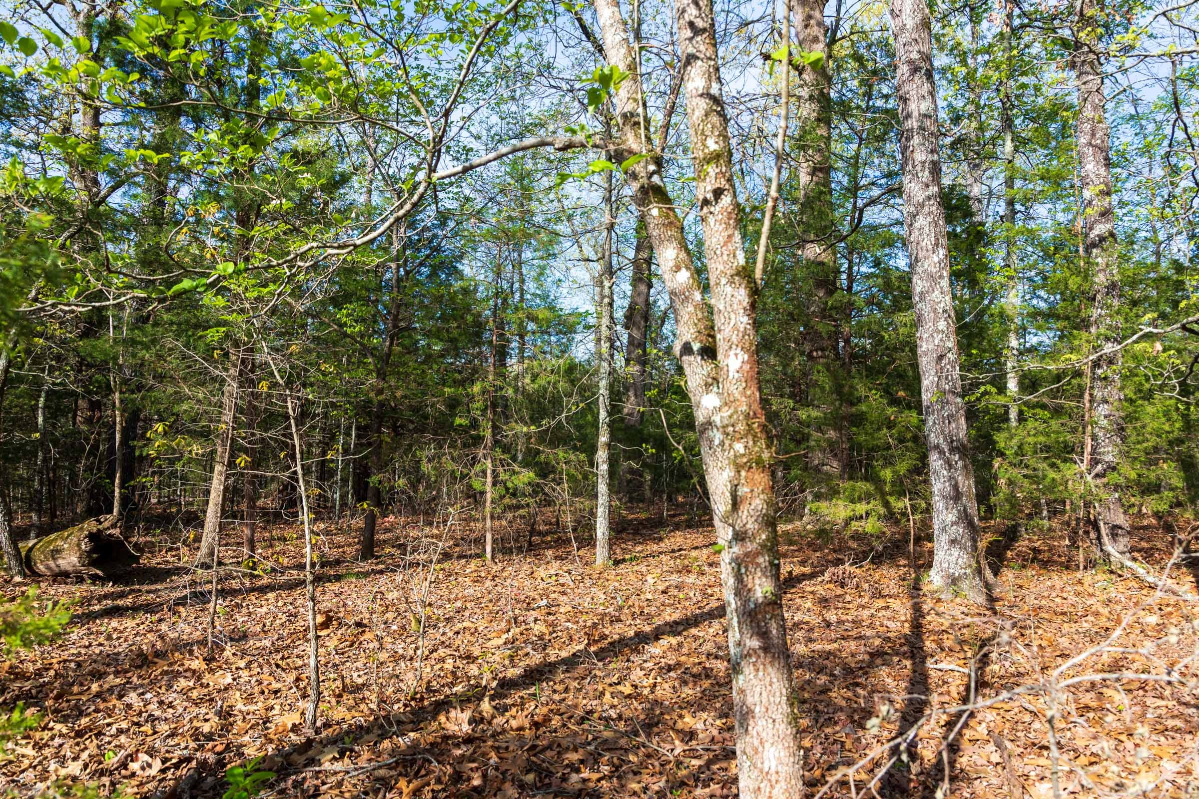 Autumnwood Tract 15 photo 6