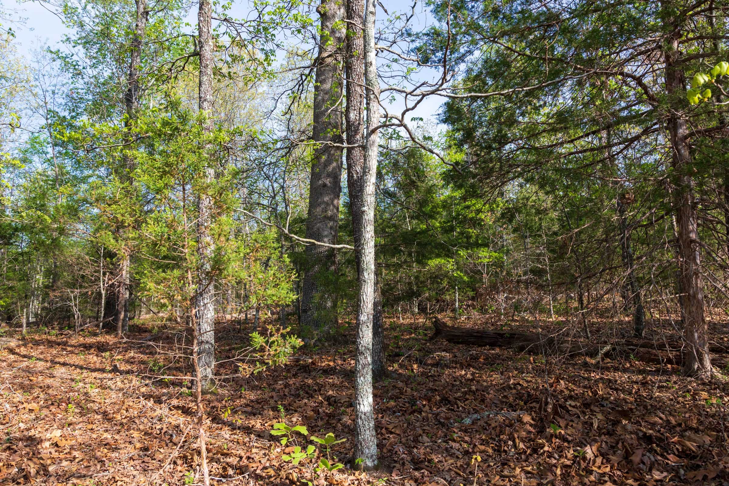 Autumnwood Tract 15 photo 7