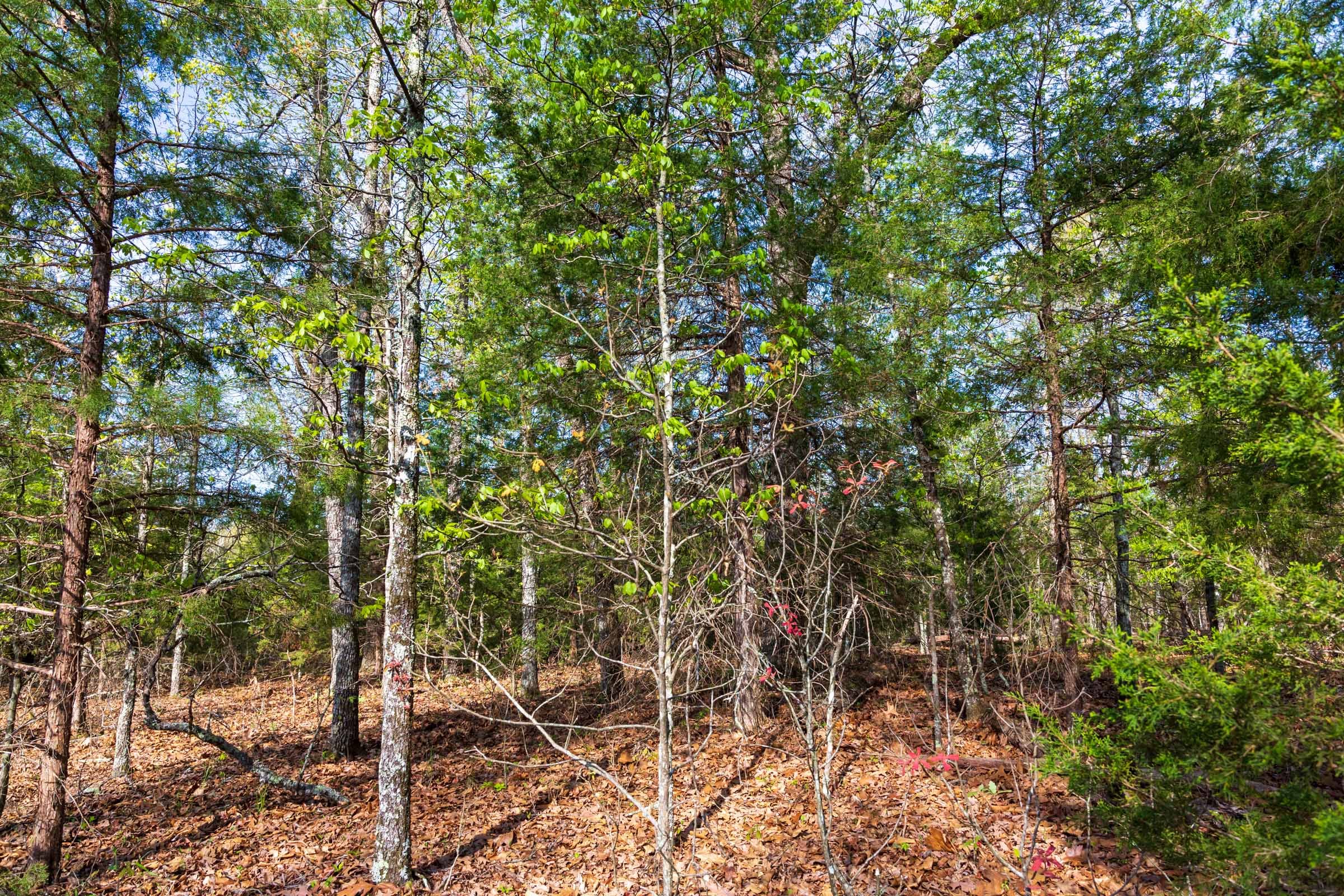 Autumnwood Tract 15 photo 8