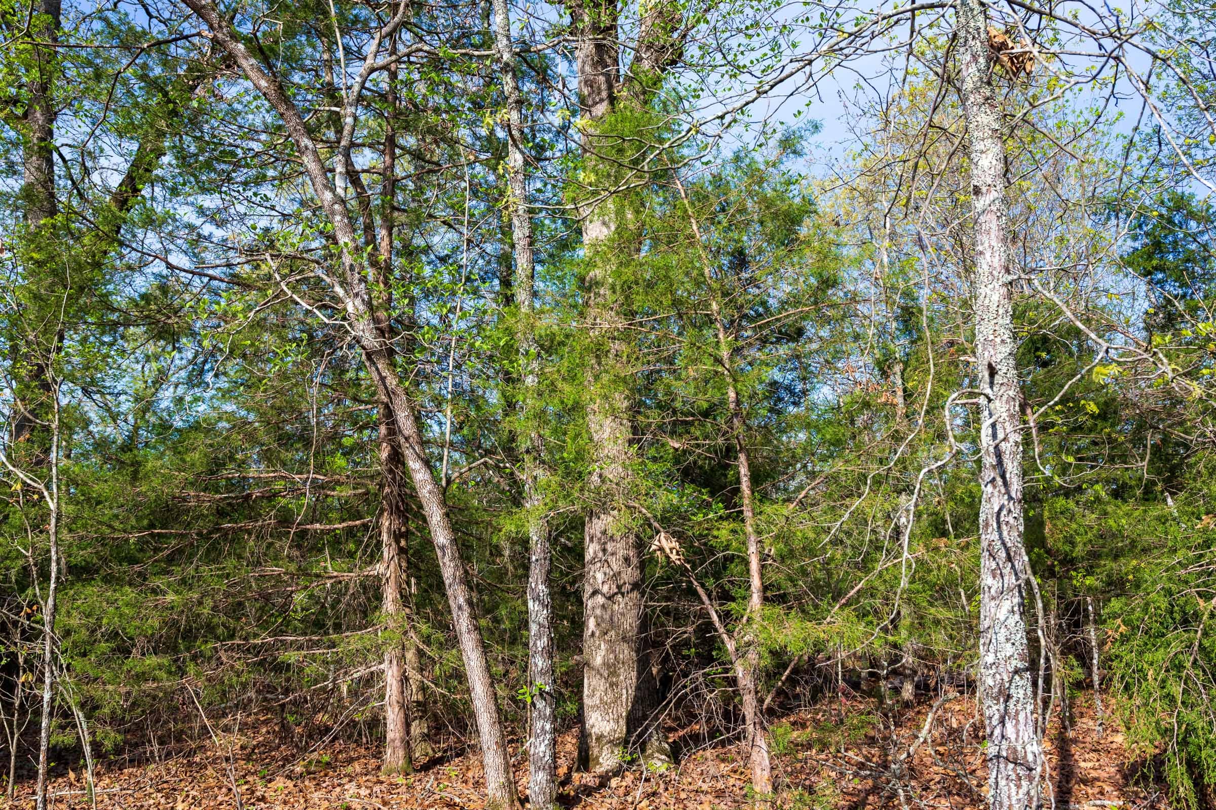 Autumnwood Tract 15 photo 9