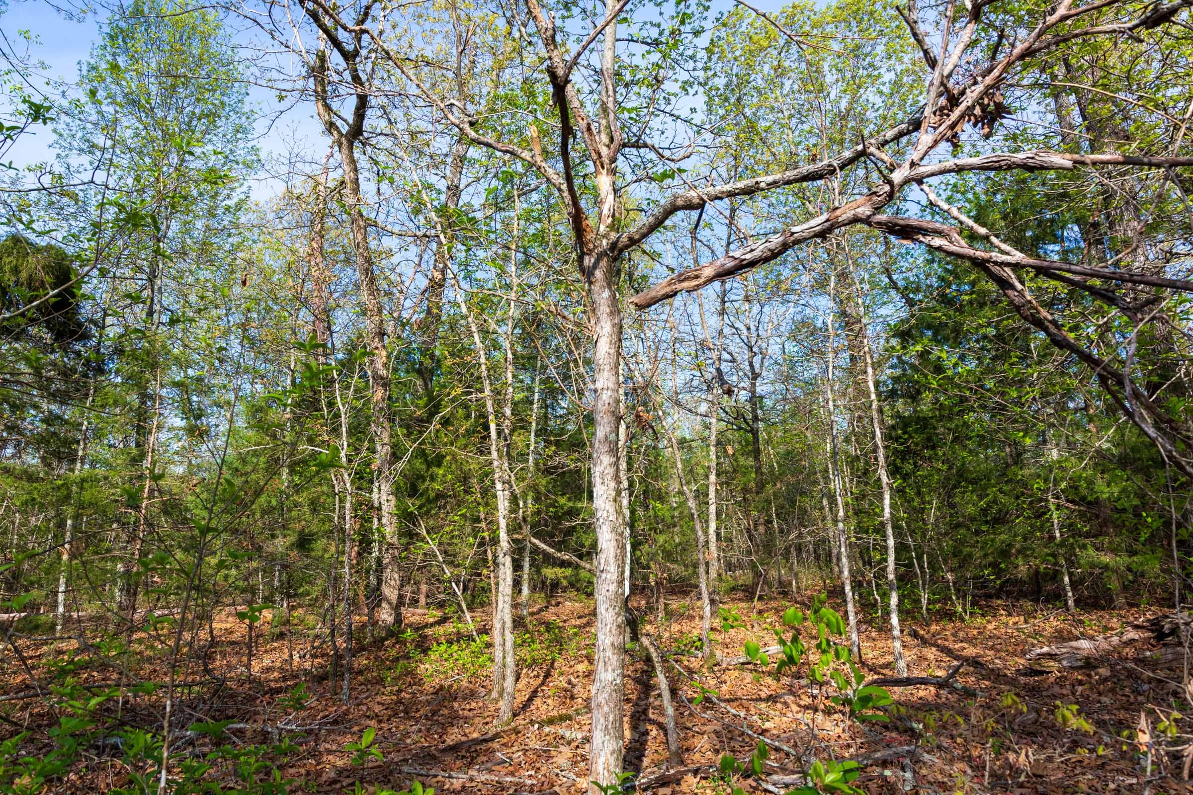 Autumnwood Tract 15 photo 10