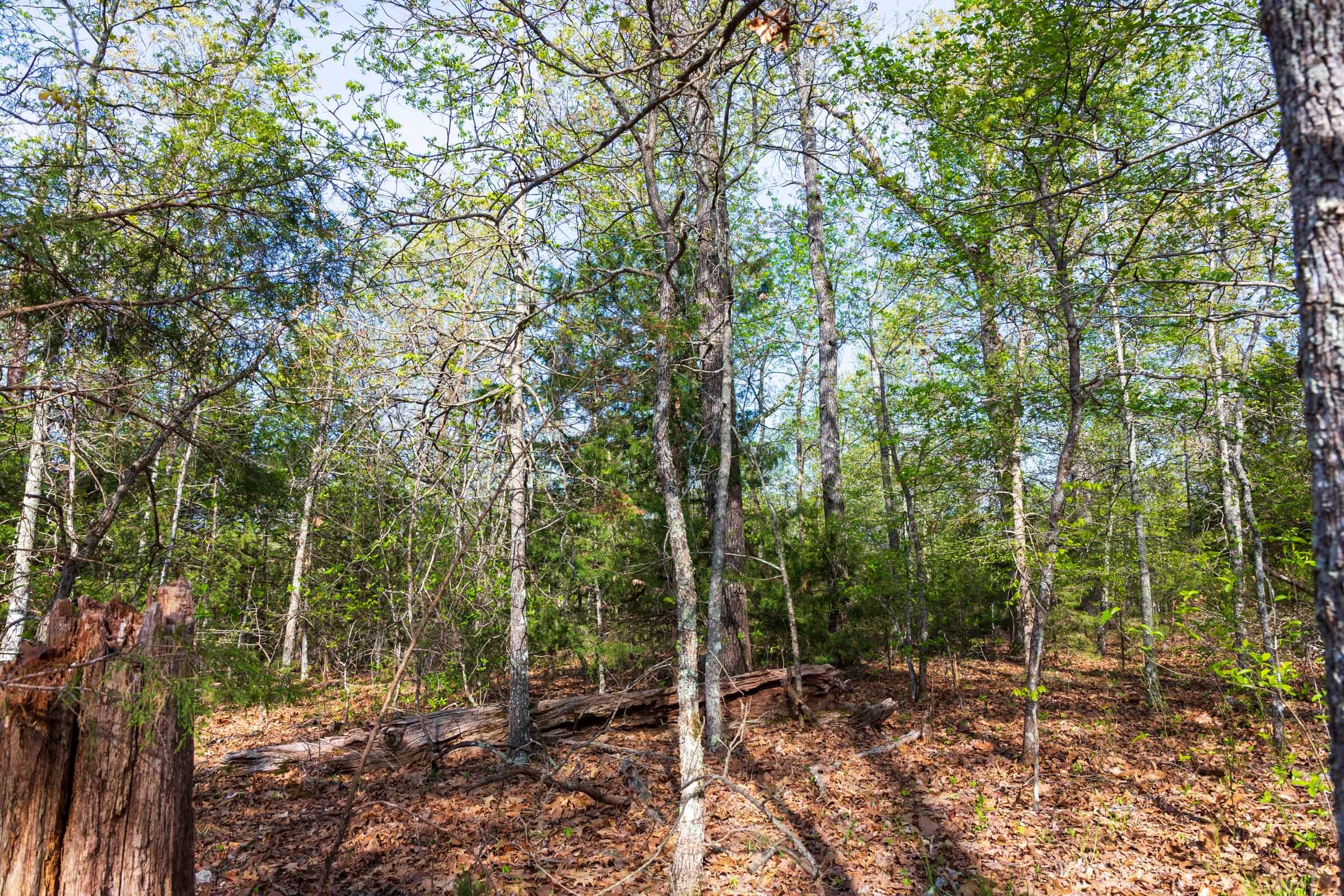 Autumnwood Tract 15 photo 11