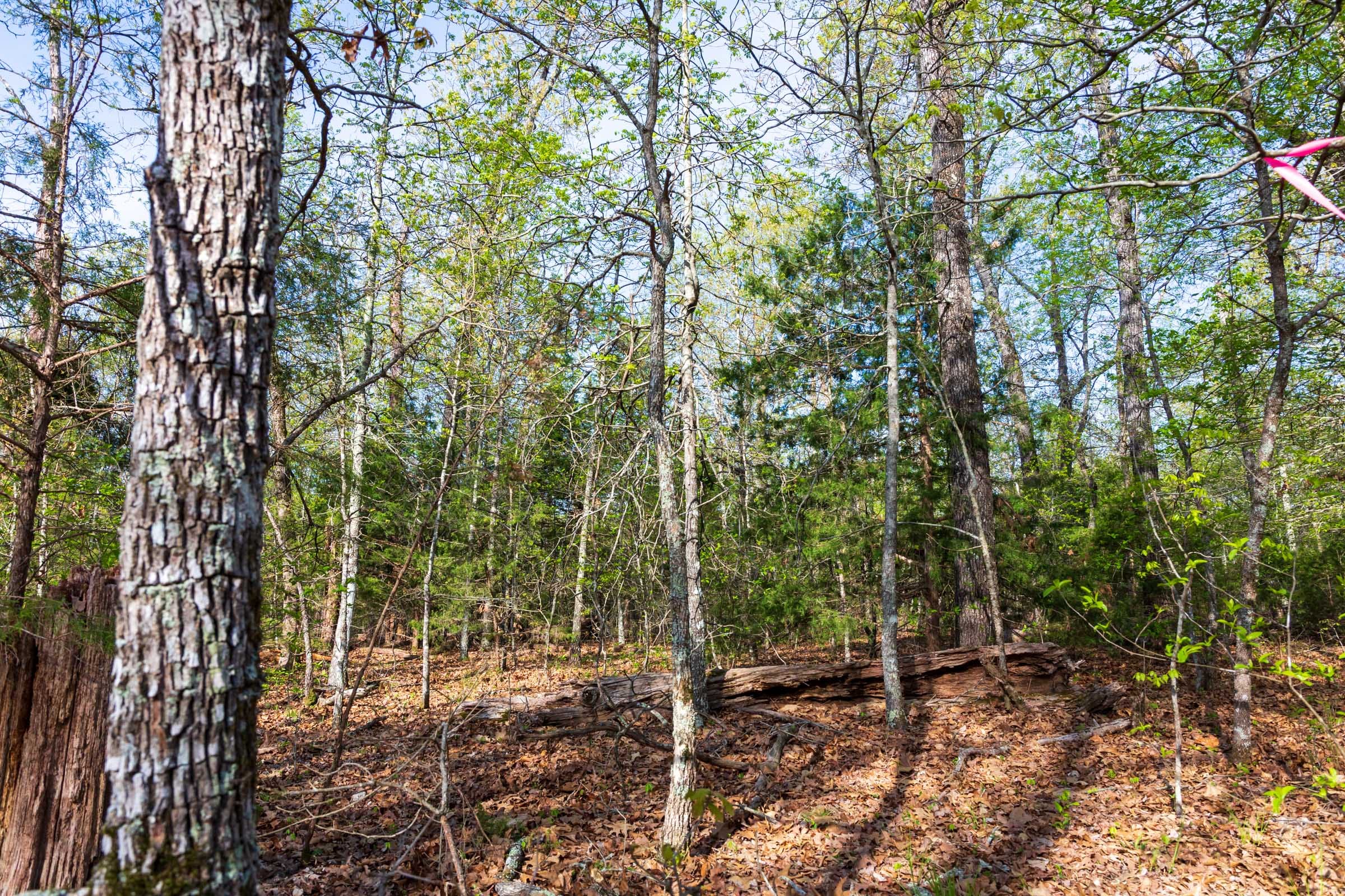 Autumnwood Tract 15 photo 12