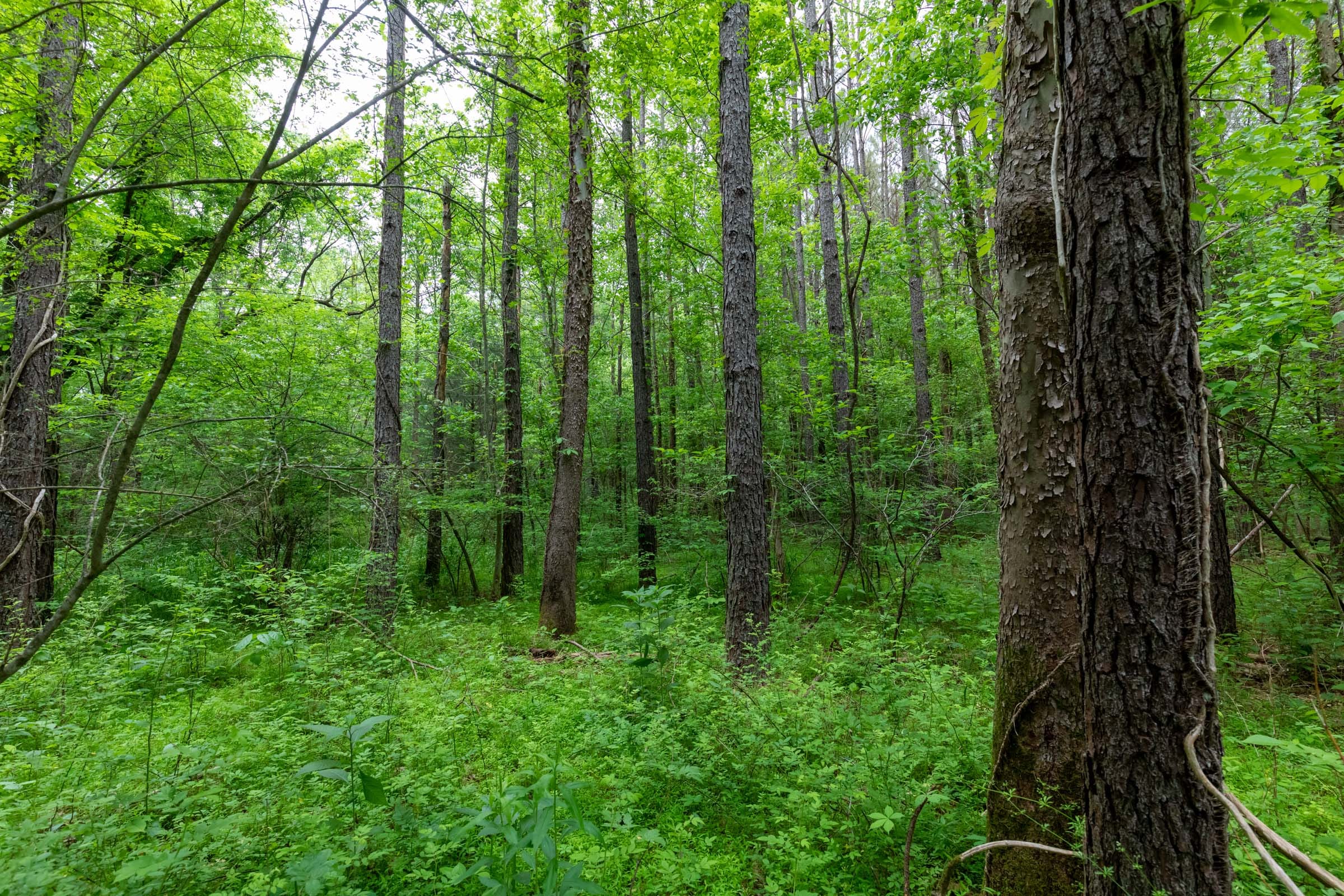 Cedar Creek Tract 33 photo 3