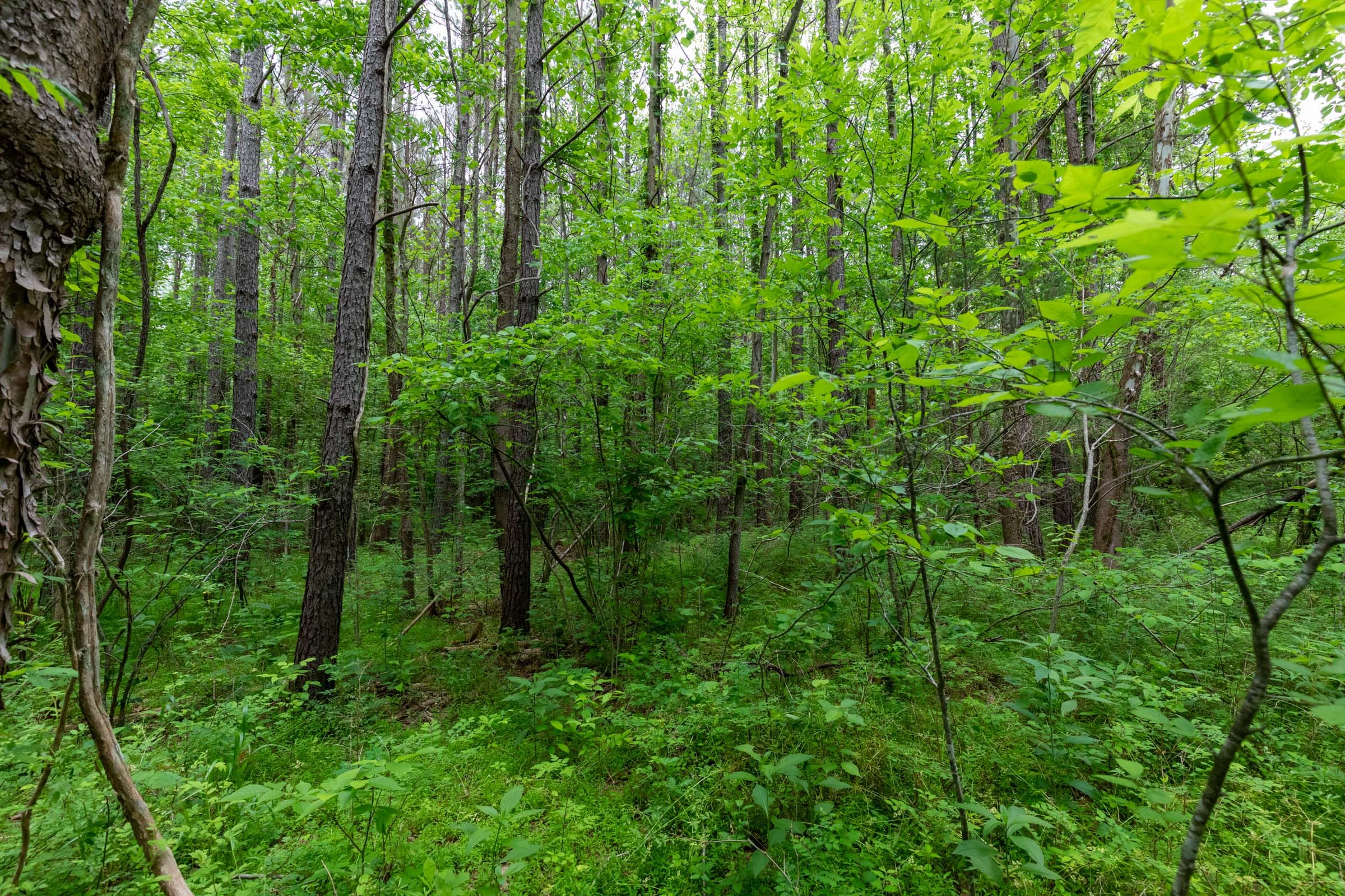Cedar Creek Tract 33 photo 4