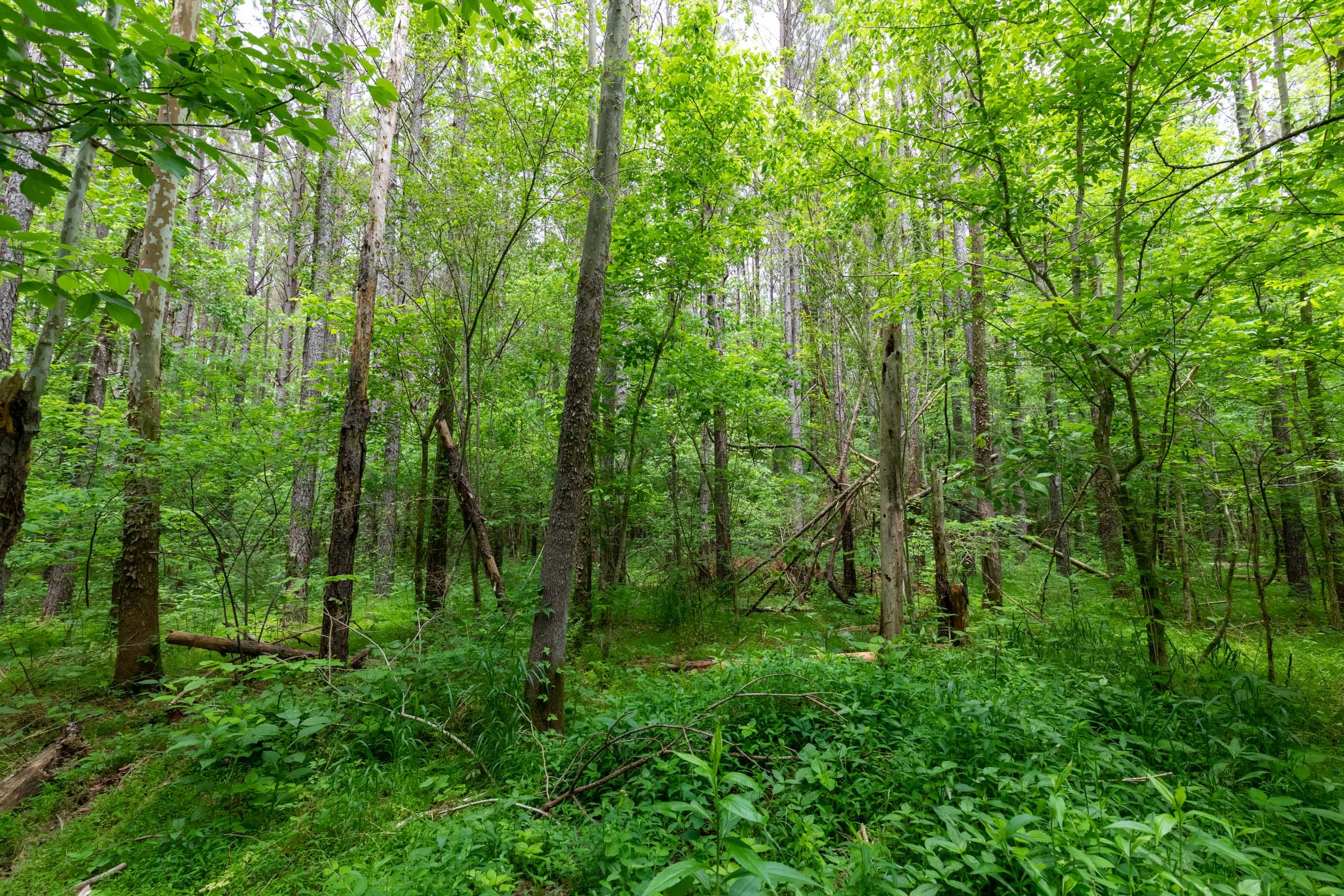 Cedar Creek Tract 33 photo 5