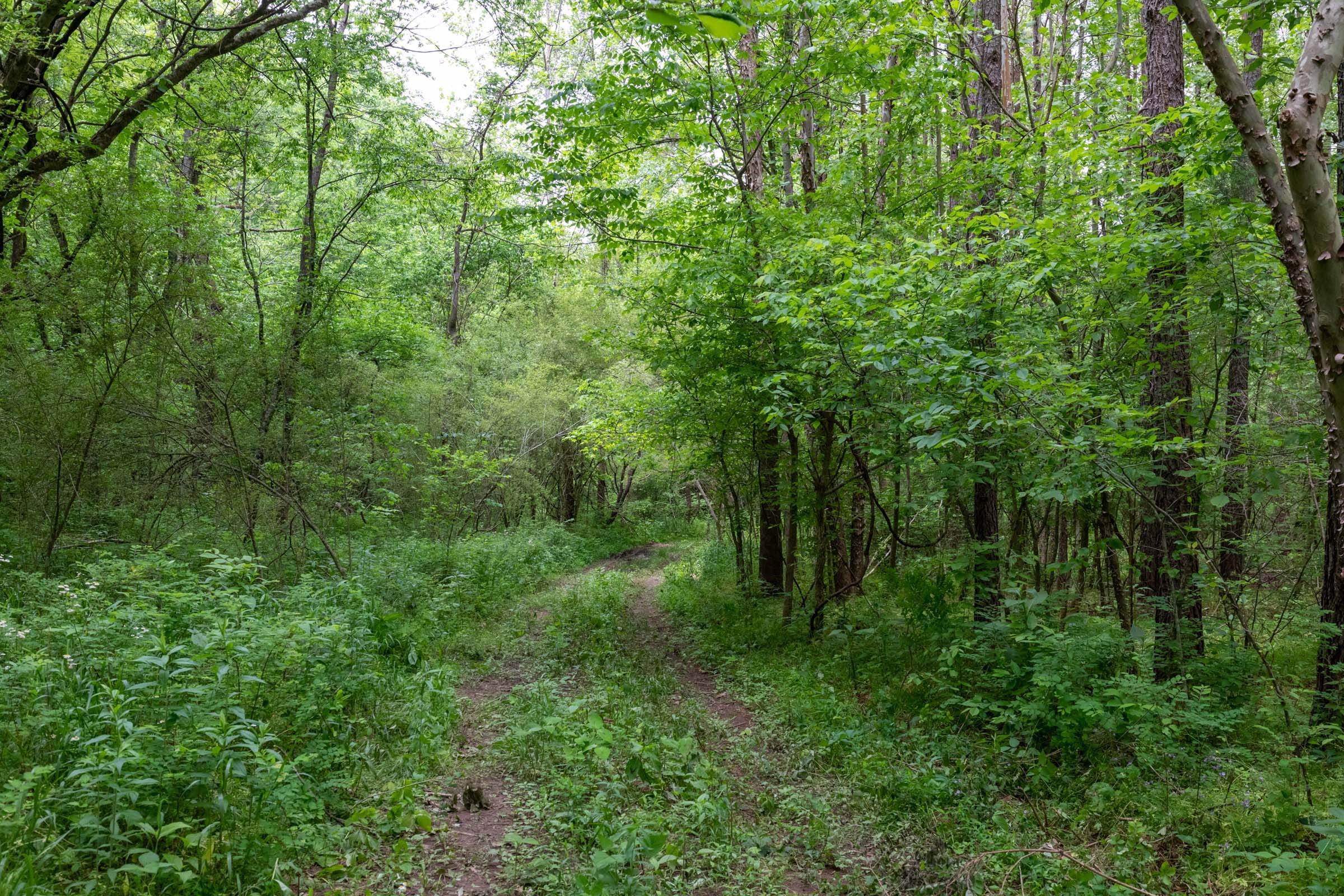 Cedar Creek Tract 33 photo 1