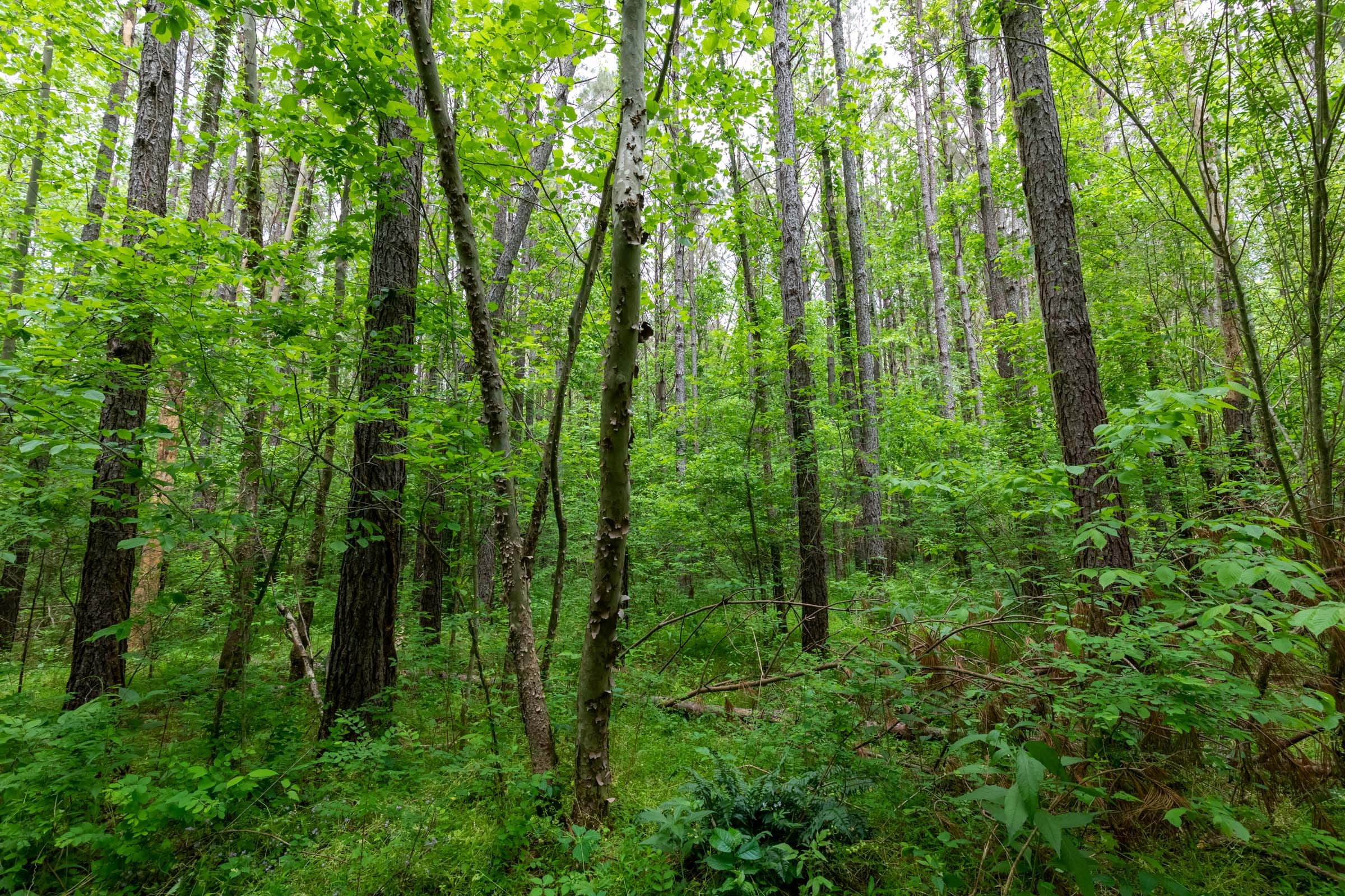 Cedar Creek Tract 33 photo 6