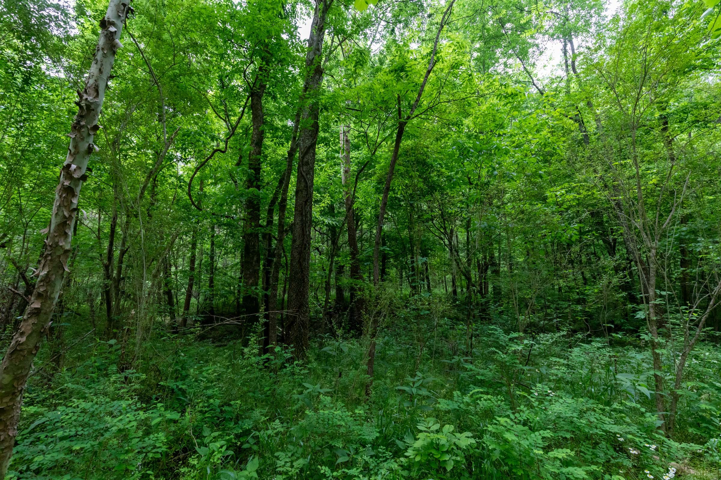 Cedar Creek Tract 33 photo 7