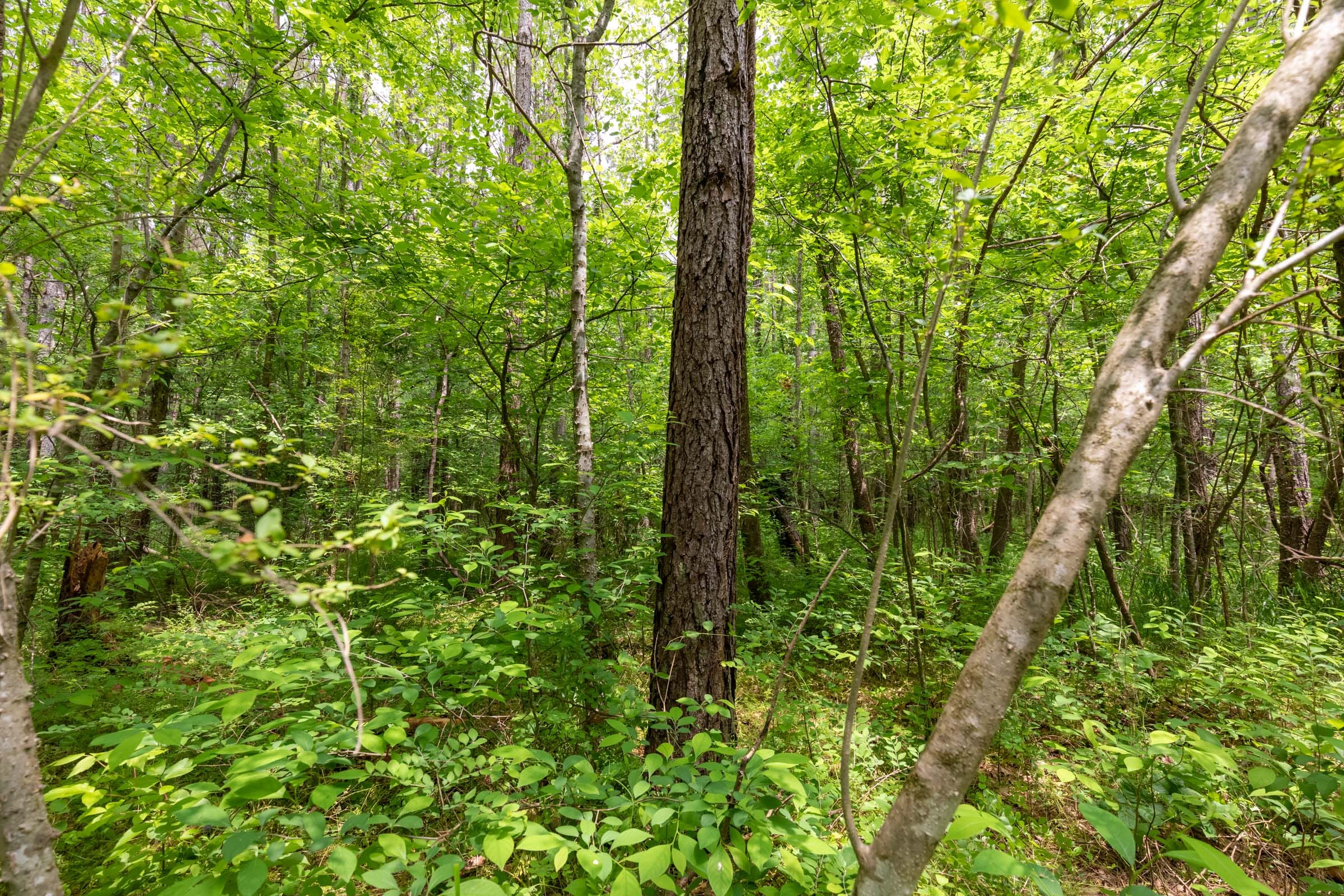 Cedar Creek Tract 33 photo 9
