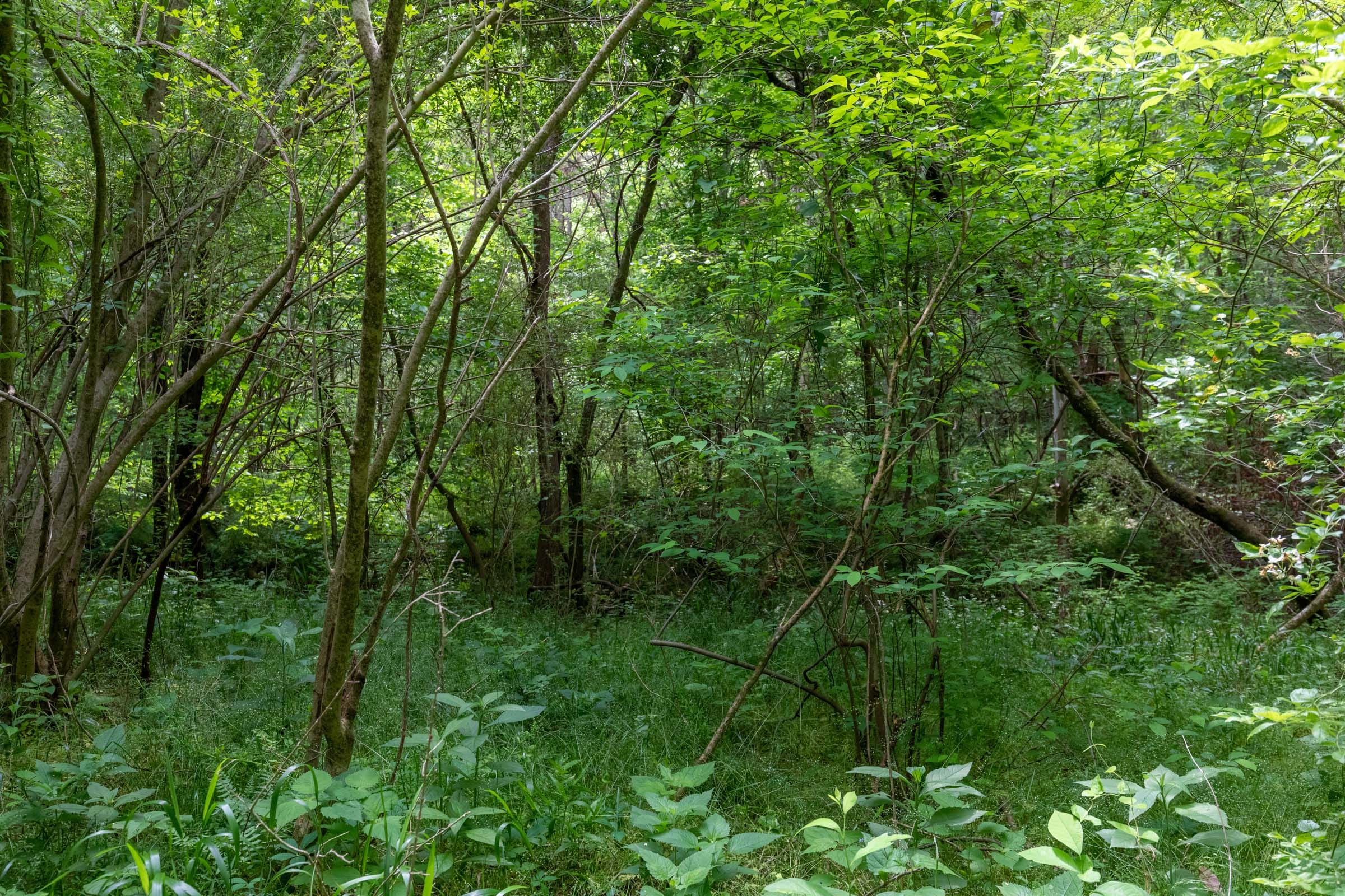 Cedar Creek Tract 33 photo 10