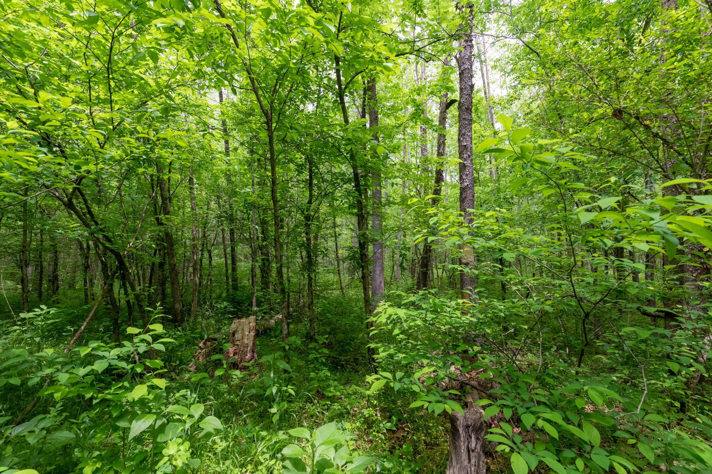 Cedar Creek Tract 33 photo 11