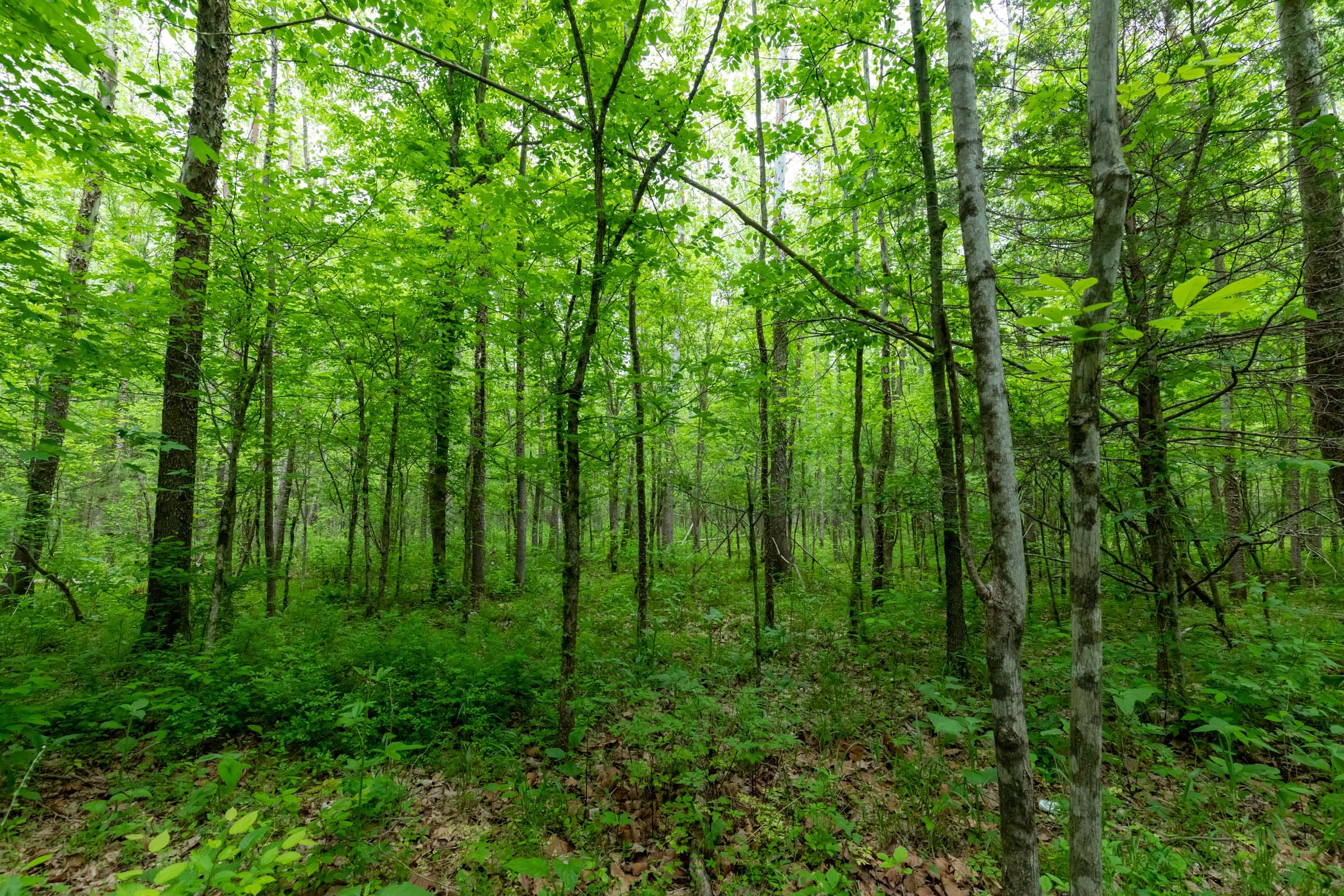 Cedar Creek Tract 33 photo 12