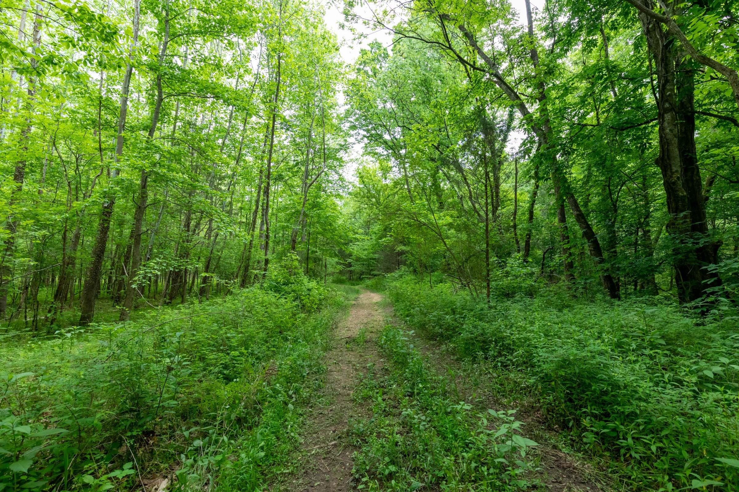 Cedar Creek Tract 33 photo 8