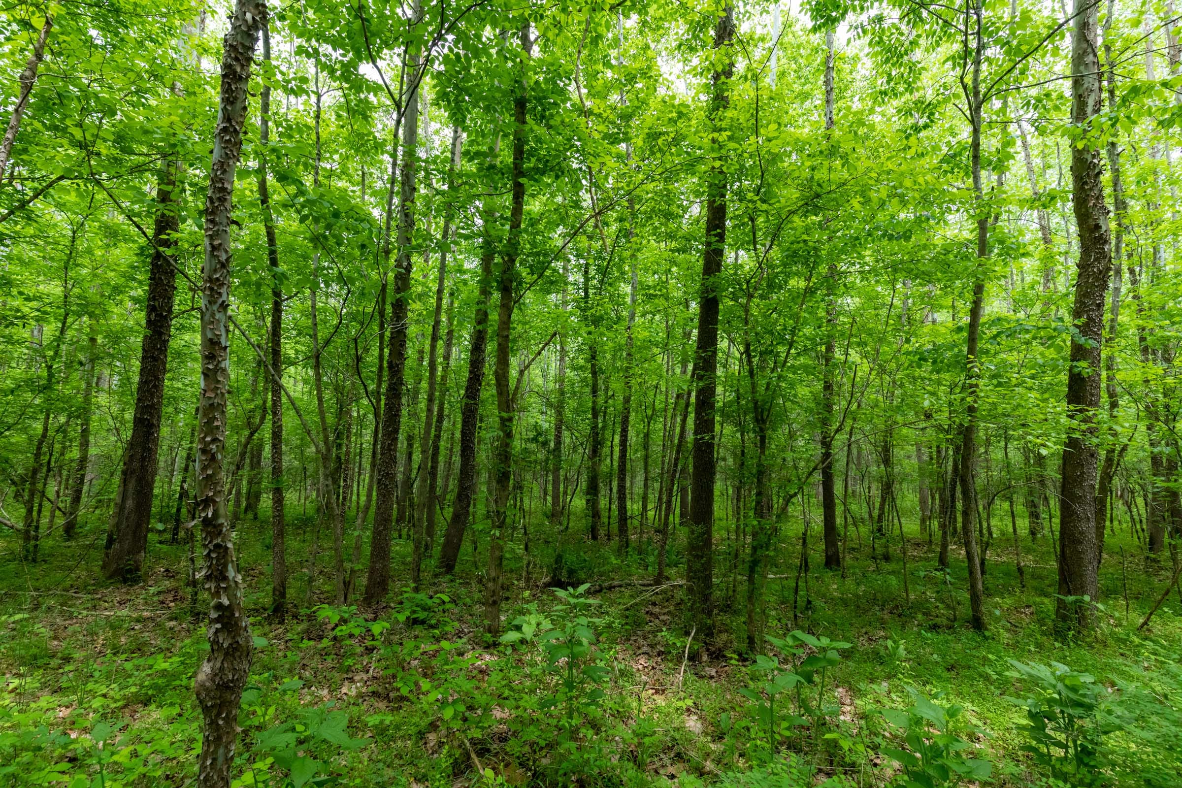 Cedar Creek Tract 33 photo 13