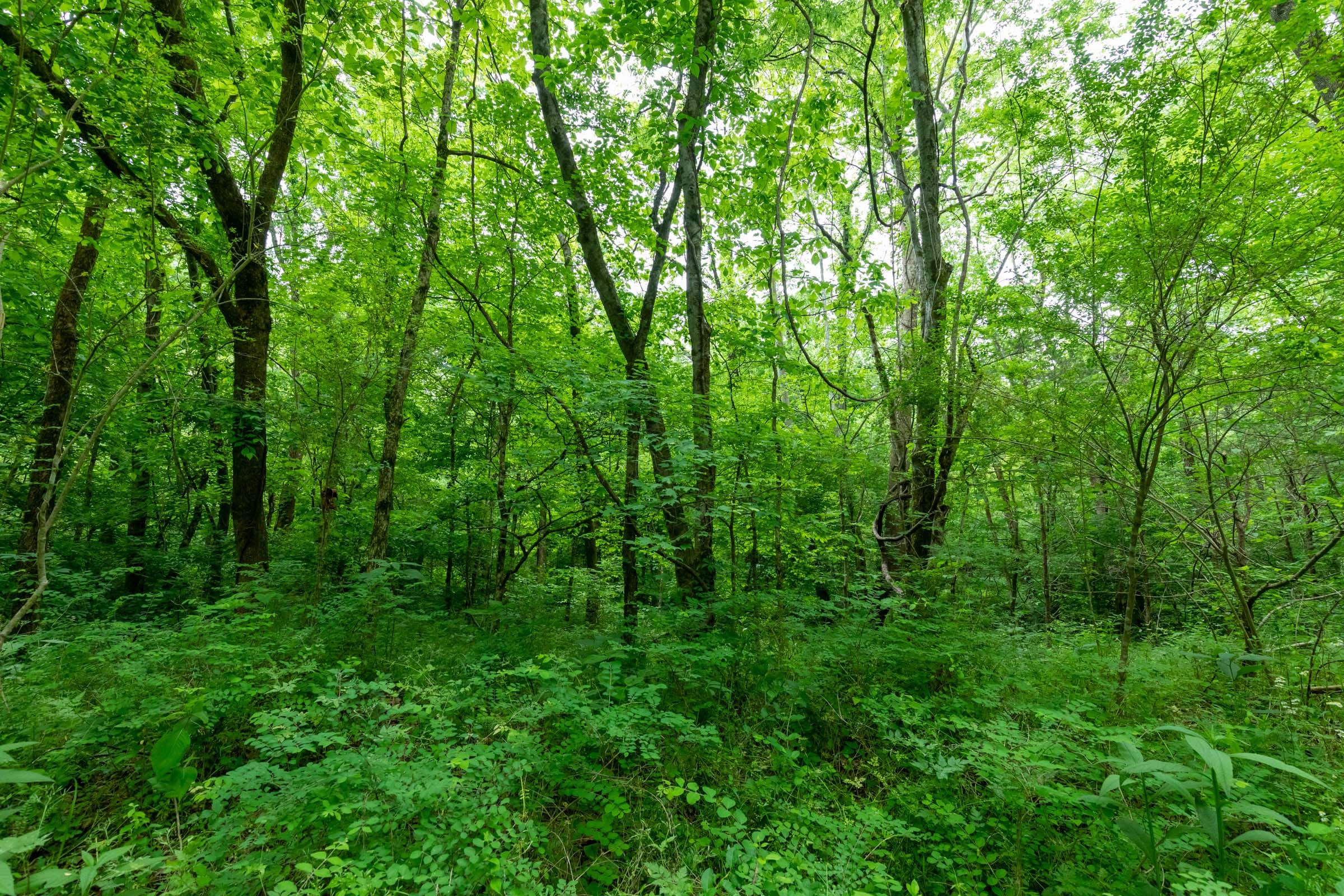 Cedar Creek Tract 33 photo 14