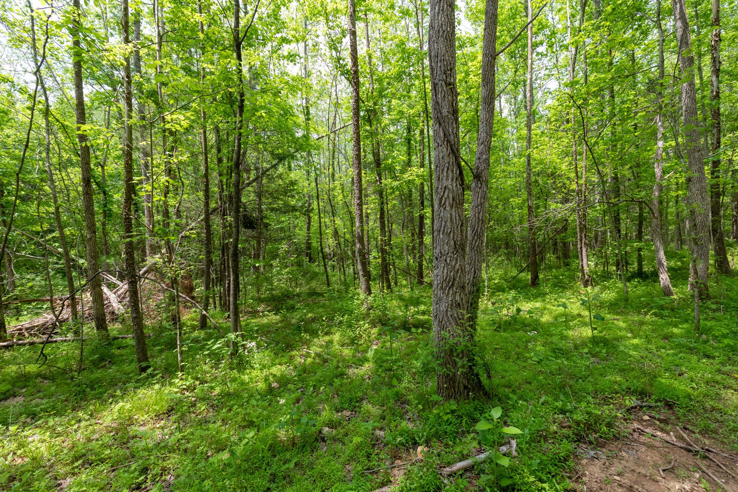 Cedar Creek Tract 33 photo 15
