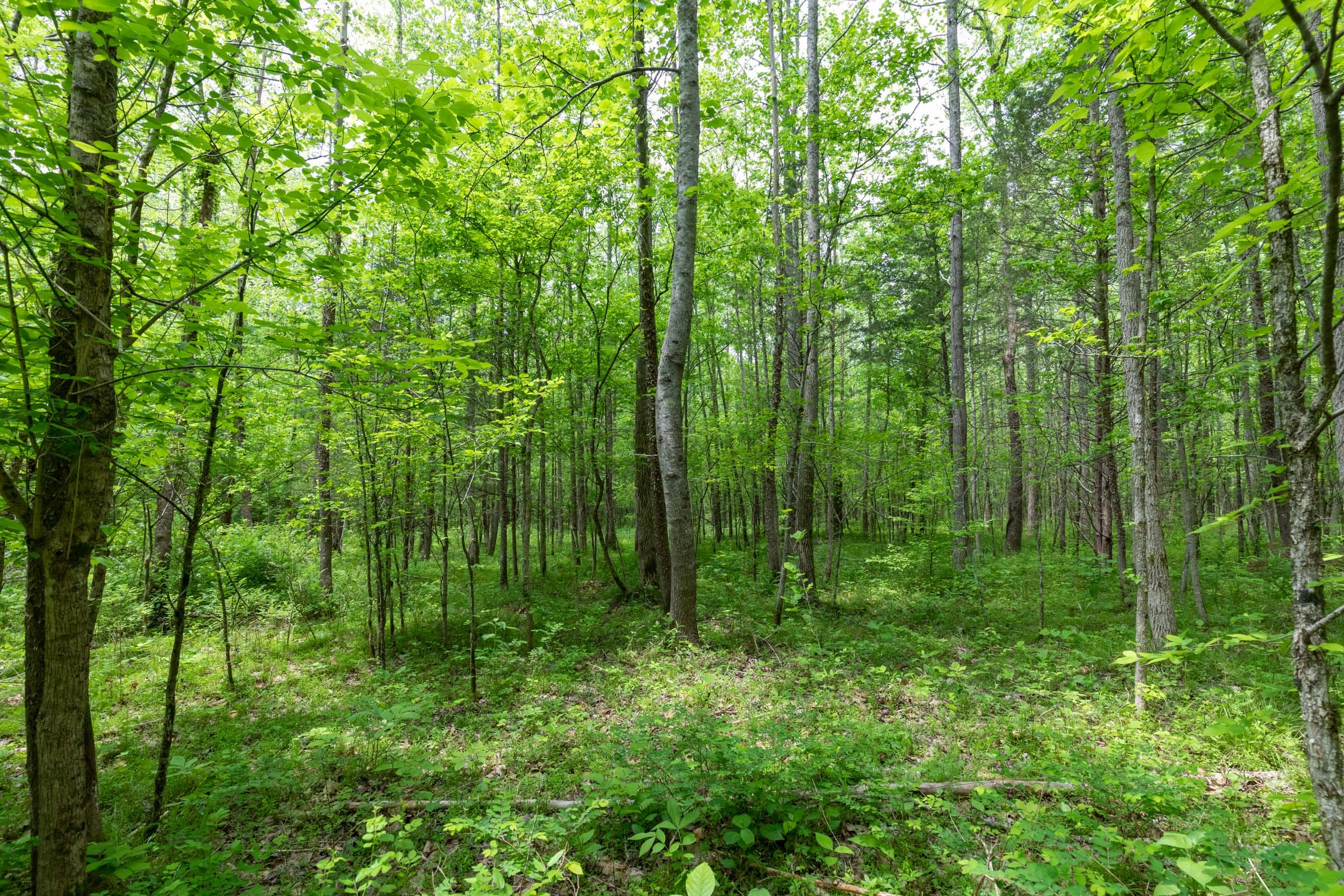 Cedar Creek Tract 33 photo 16