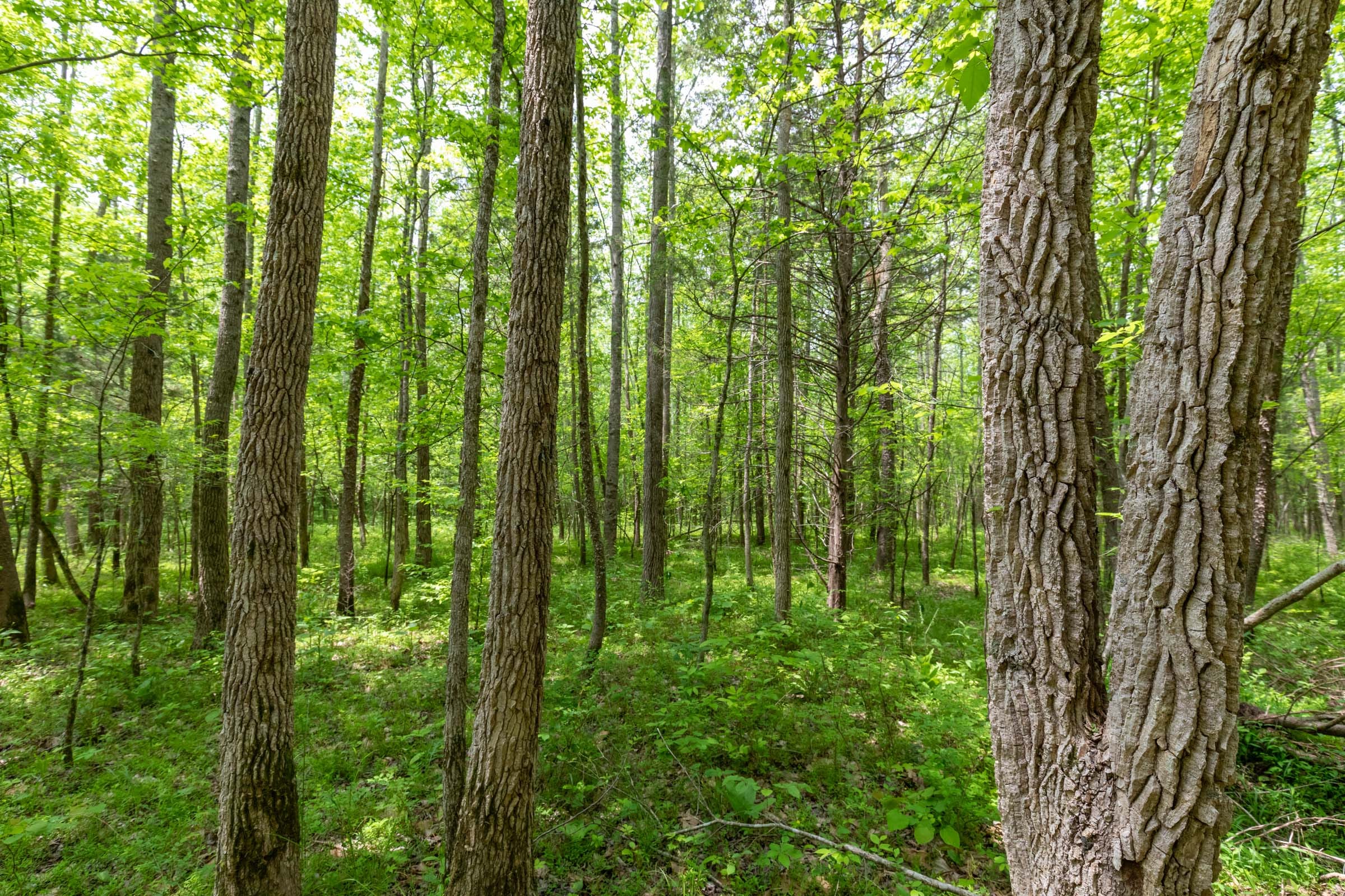 Cedar Creek Tract 33 photo 17