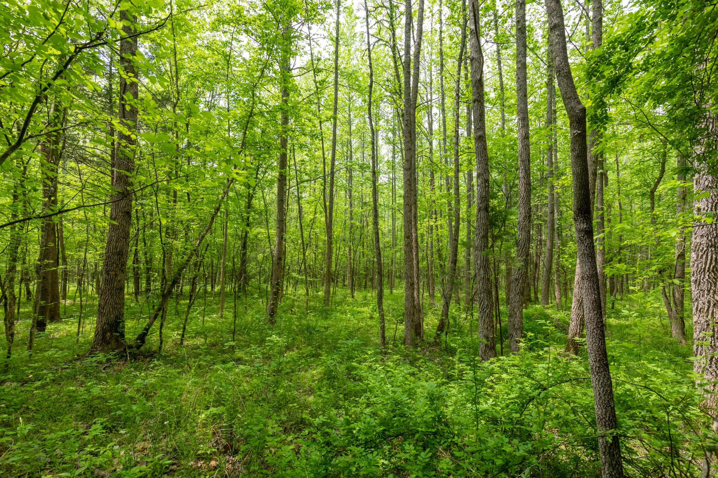 Cedar Creek Tract 33 photo 18