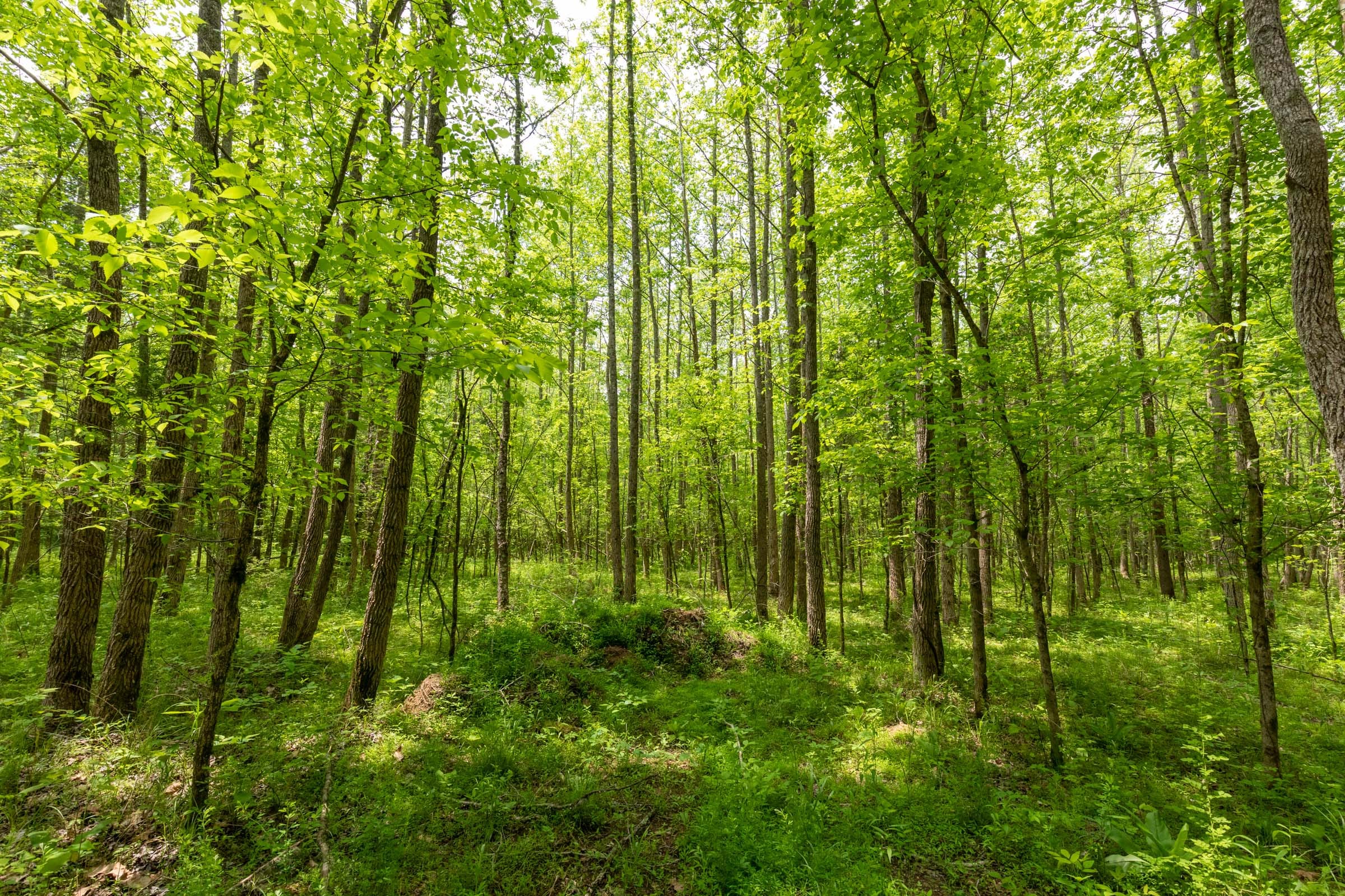 Cedar Creek Tract 33 photo 19