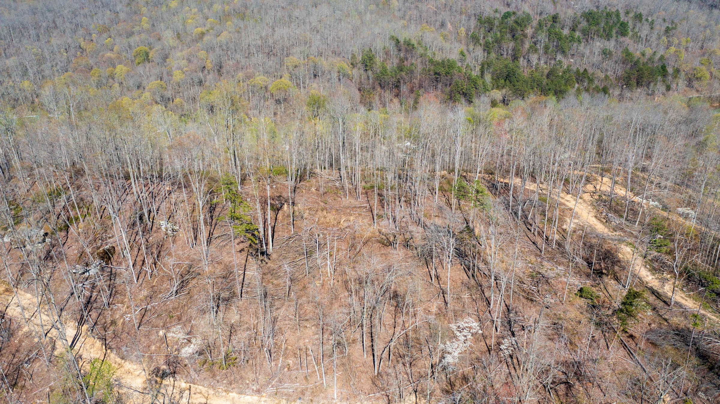 Creek Hollow Phase I Tract 36 photo 4