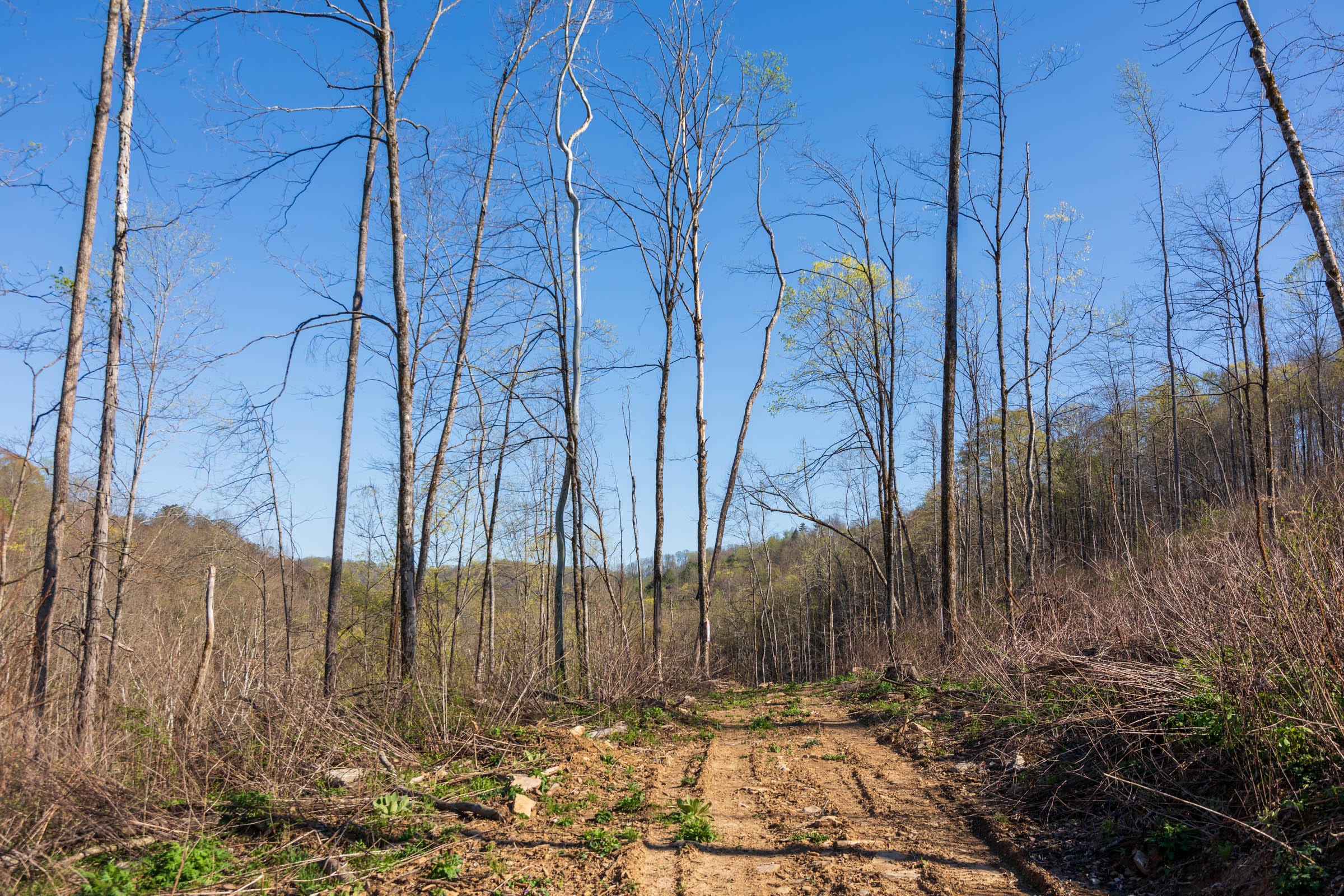 Creek Hollow Phase I Tract 36 photo 6