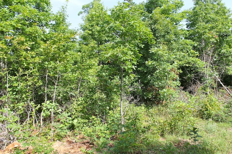 Green Mountain Ranch Tract 15 photo 7