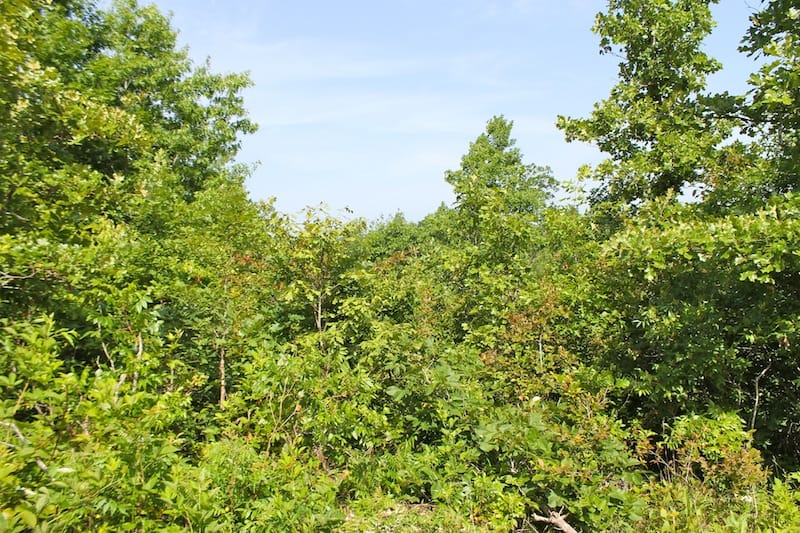 Green Mountain Ranch Tract 15 photo 9