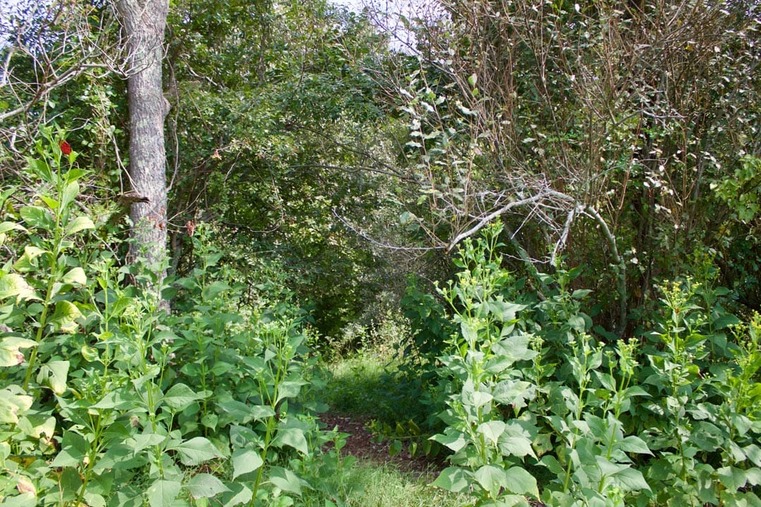 Heritage Hollow Tract 33 photo 8