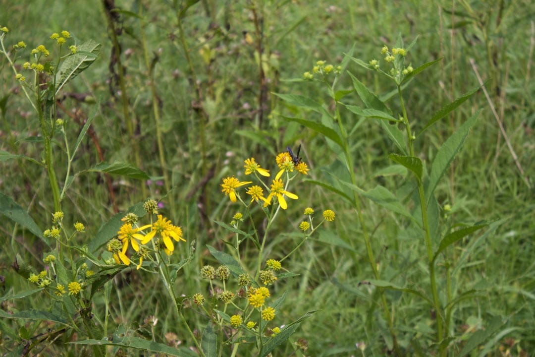 Heritage Hollow Tract 33 photo 14