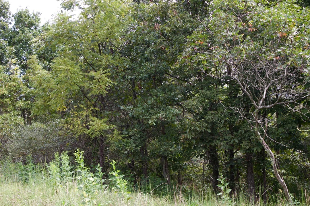 Heritage Hollow Tract 33 photo 15