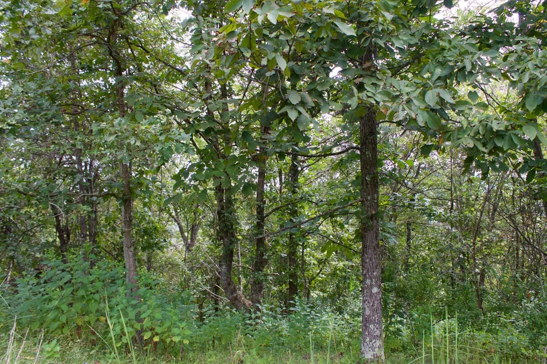 Heritage Hollow Tract 33 photo 17