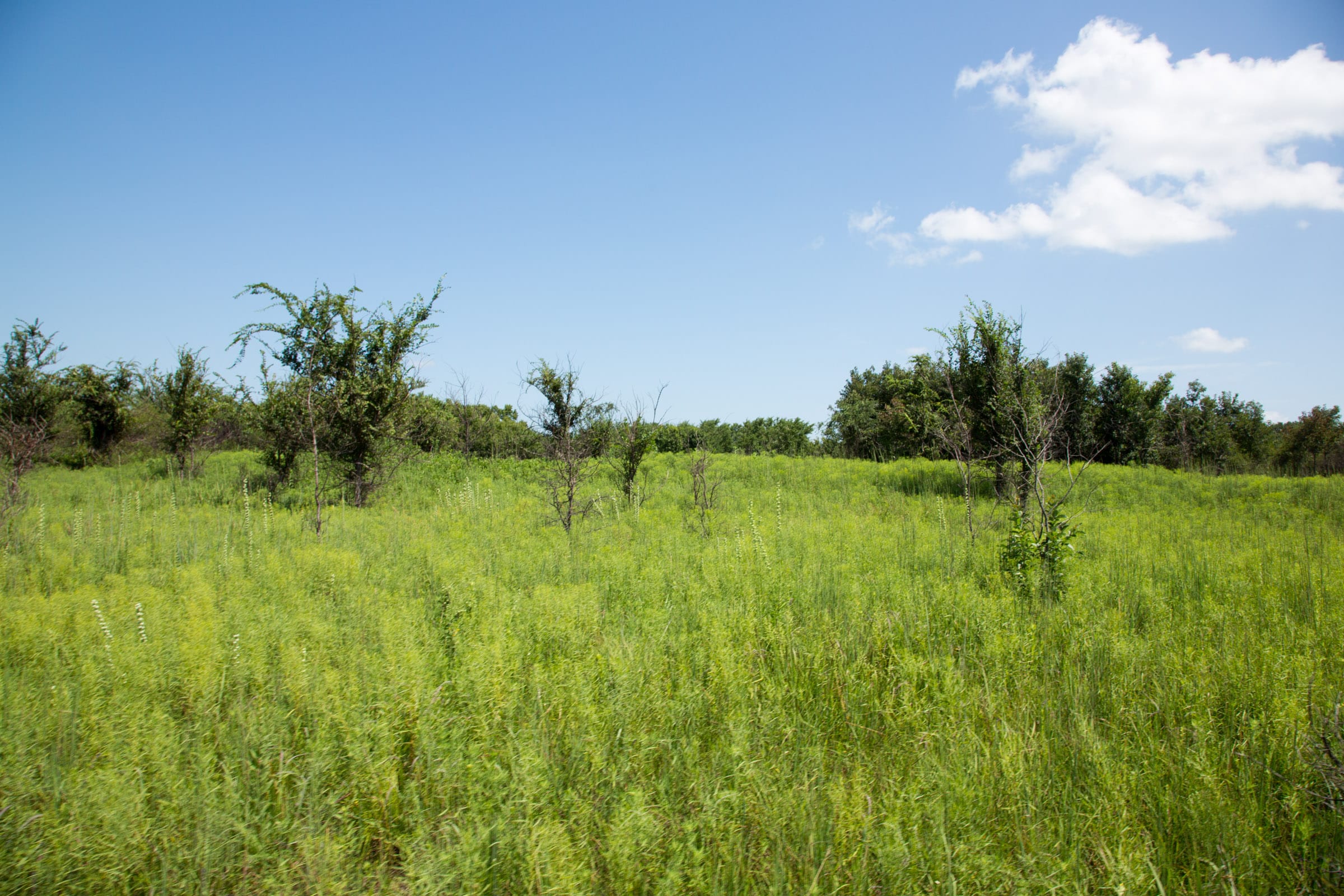 Deep Fork Ranch Tract 19 photo 7